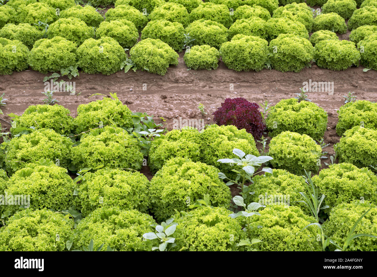 Lollo bianco e lollo rosso campo di insalata Foto Stock