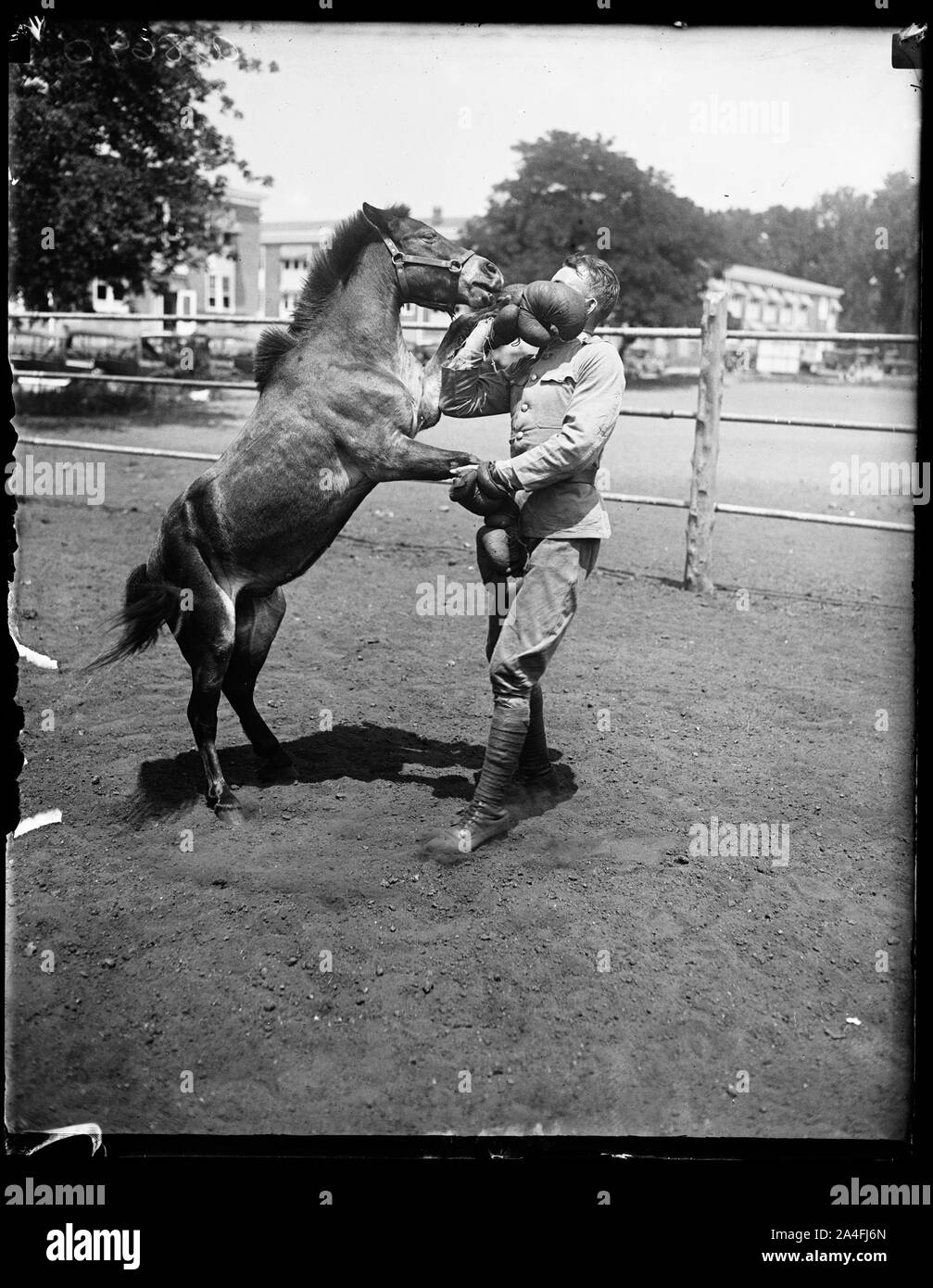 Tony, un piccolo pony Shetland, meglio noto come battler, è la luce campione del peso prima del rimontaggio esclusivo stabile in Washington. La foto mostra il Tony dare alcune lezioni di arte di fisticuffs ad Albert Walker del Dipartimento di veterinaria Stati Uniti Quartermaster Corps. Il pony è di proprietà di Edna Van Duyne, 9 anni figlia del Col. Frederick W. Van Duyne U.S. Navy Foto Stock