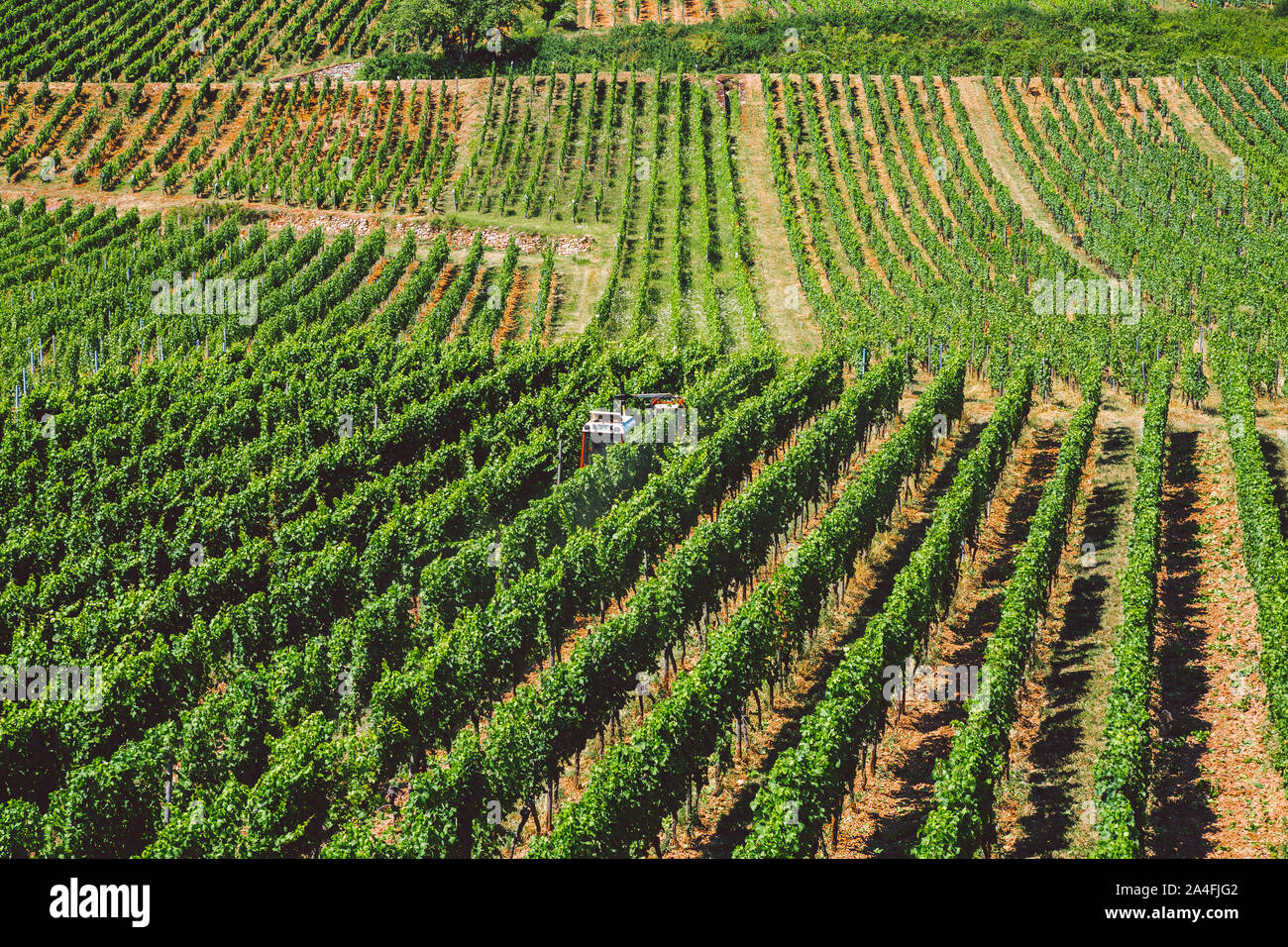 Il tema di agraria e vinificazione in Europa. Un trattore rosso elabora un campo di uva in una giornata di sole sul versante di una montagna. Organico Produzione Vino Foto Stock