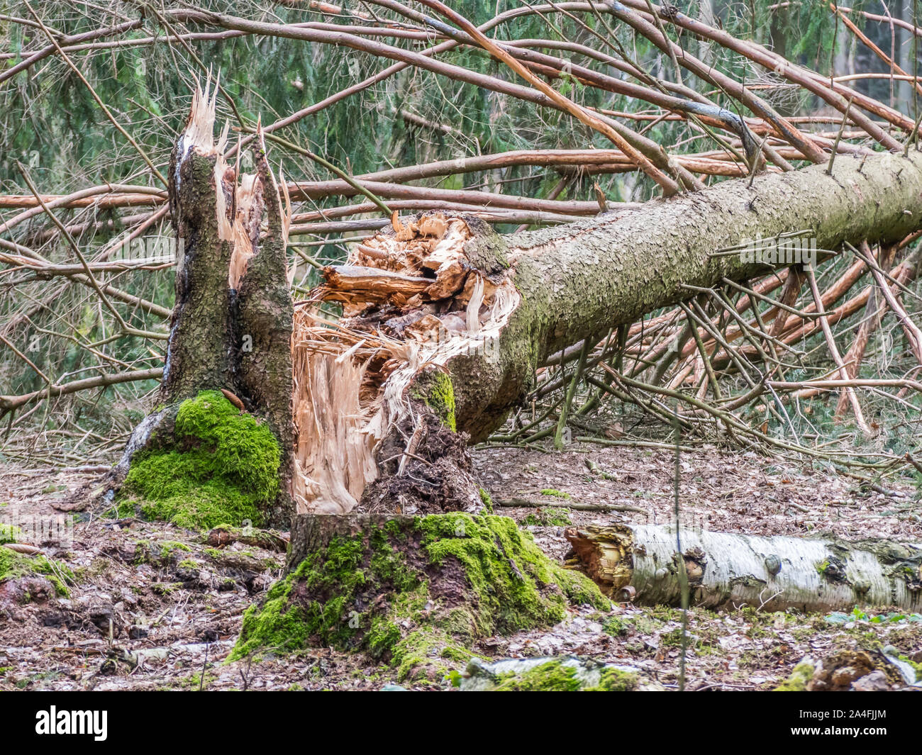Tempesta danneggiare gli alberi in una foresta dopo la tempesta Foto Stock