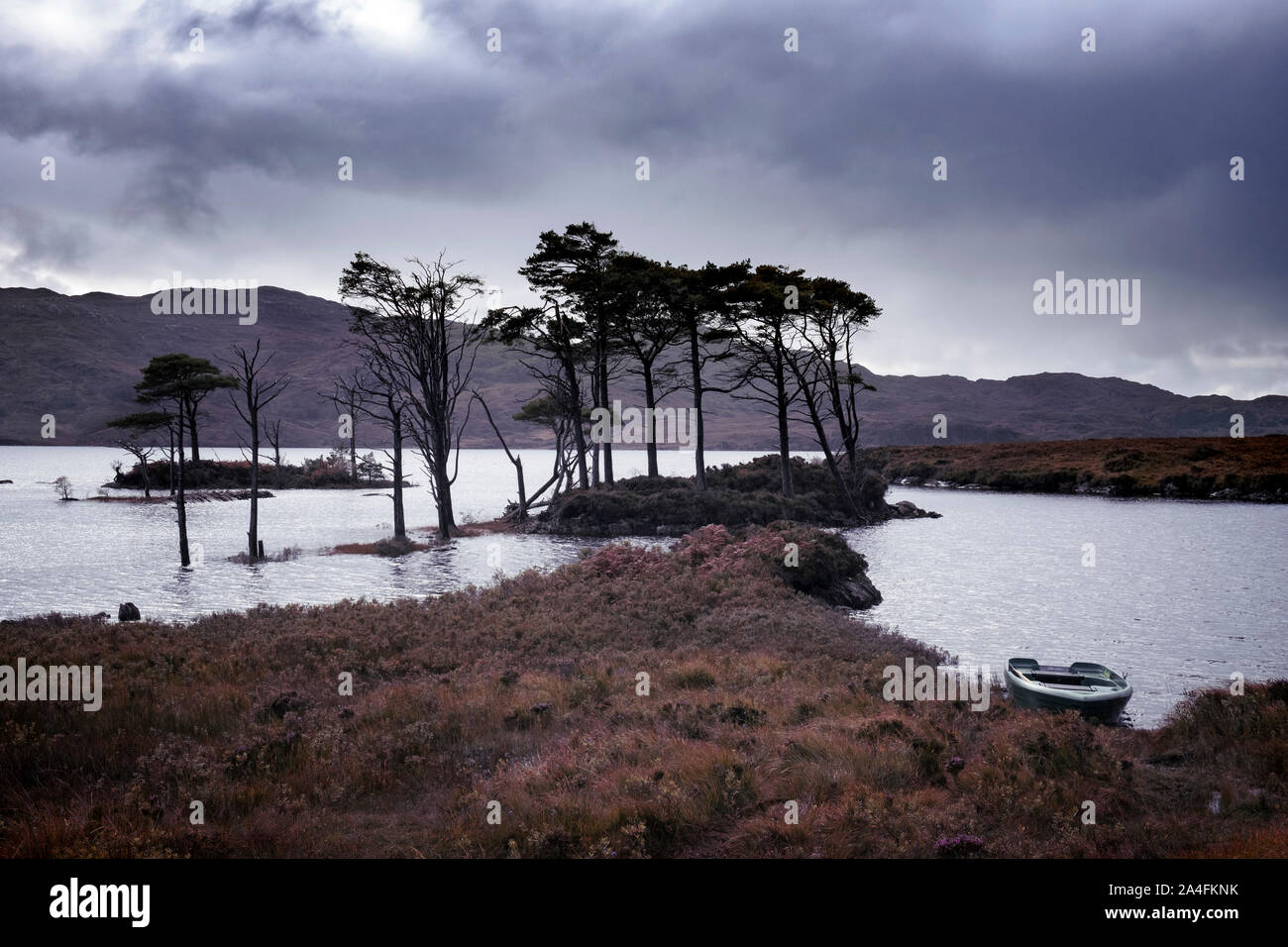Alberi sul Loch Assynt, Sutherland, Highlands scozzesi Foto Stock