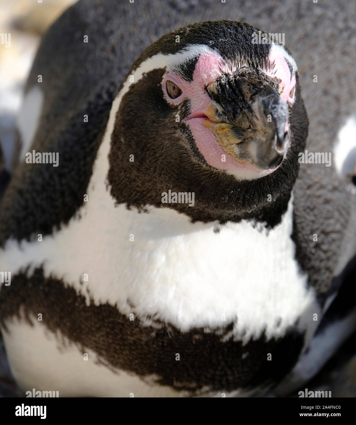 Hampshire, Inghilterra, Regno Unito. Ritratto di un pinguino di Humboldt che mostra il suo grande becco nero e rosa base carnosa. Foto Stock
