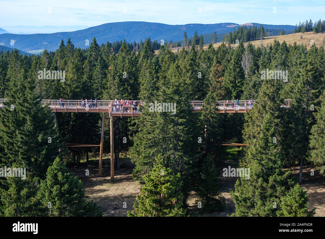 Albero canopy a piedi, treetop marciapiede, passerella attraverso la foresta, avventura nella natura, la fuga la città sul Rogla, Pohorja mountain, Slovenia Foto Stock