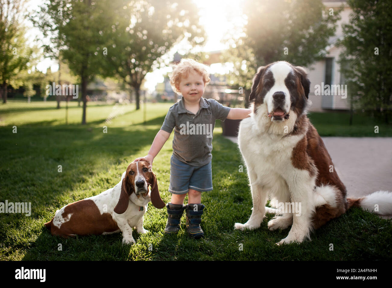 Il Toddler boy erba permanente con 2 cani in cortile in bella luce Foto Stock