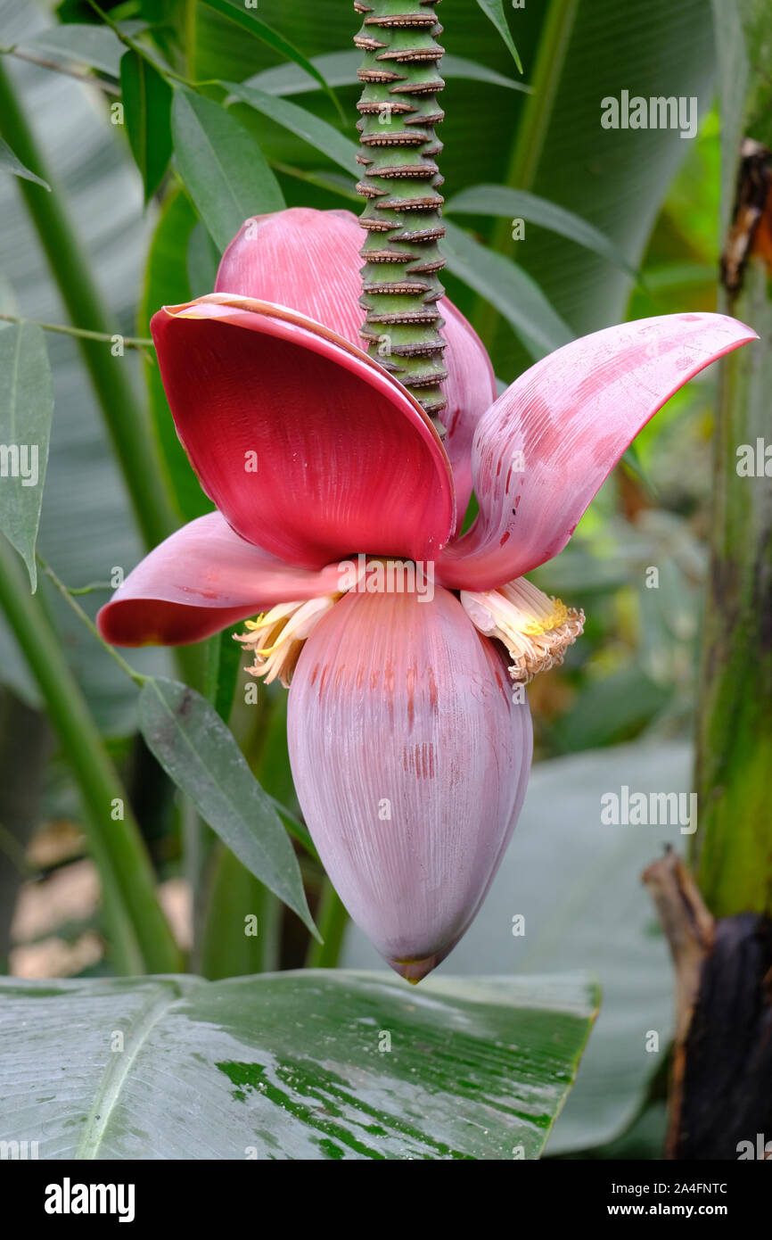 Inghilterra, Regno Unito. Giovani Banana frutta crescendo in un conservatorio NEL REGNO UNITO Foto Stock