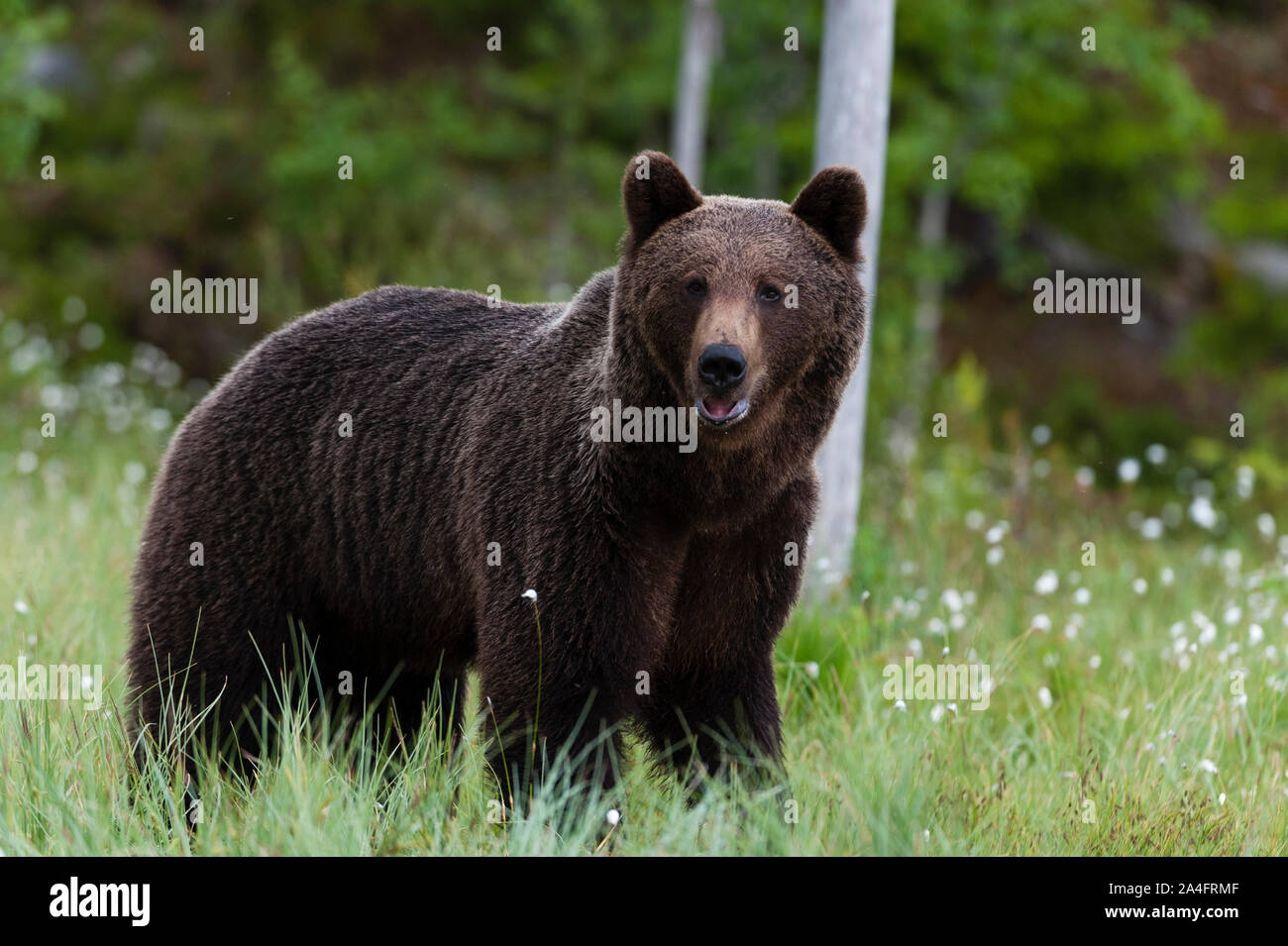 Unione di orso bruno Ursus arctos, Kuhmo, in Finlandia. Foto Stock