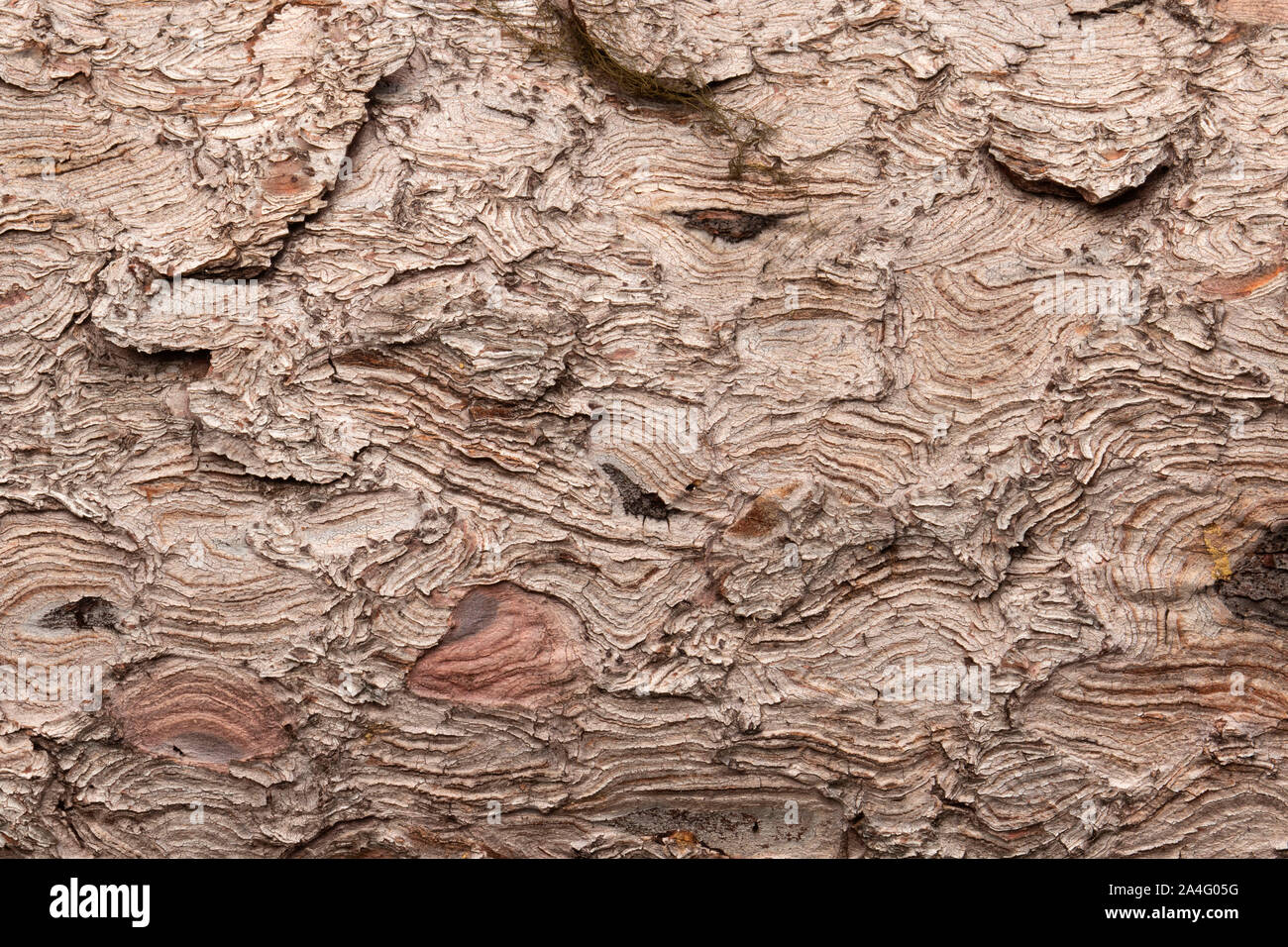 Engelmann Abete (Picea engelmannii) il legno Olallie Lake Scenic Area, Pacific Crest National Scenic Trail, Mt Hood National Forest, Oregon Foto Stock