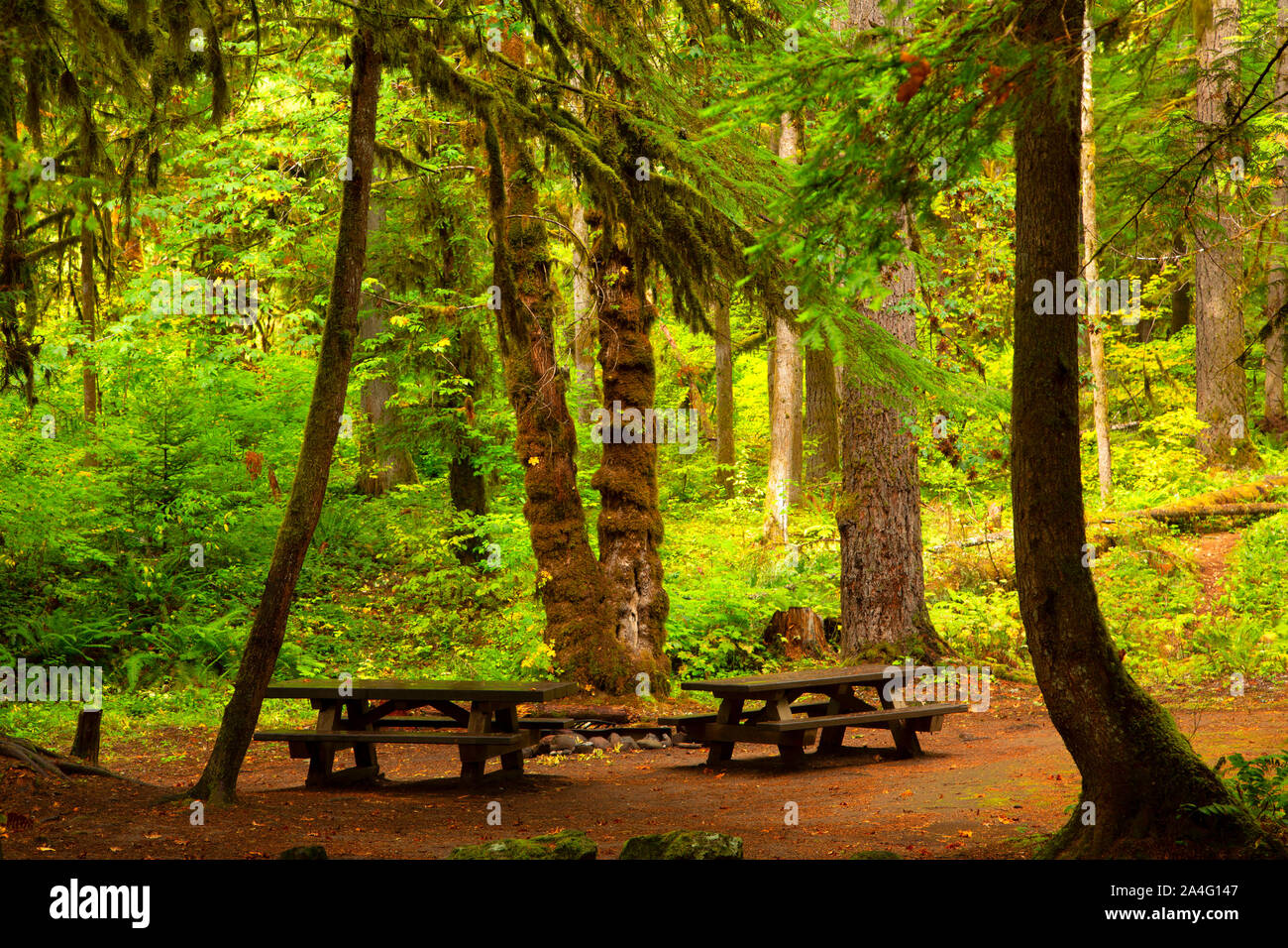 Salmon Creek Campeggio, Willamette National Forest, Oregon Foto Stock