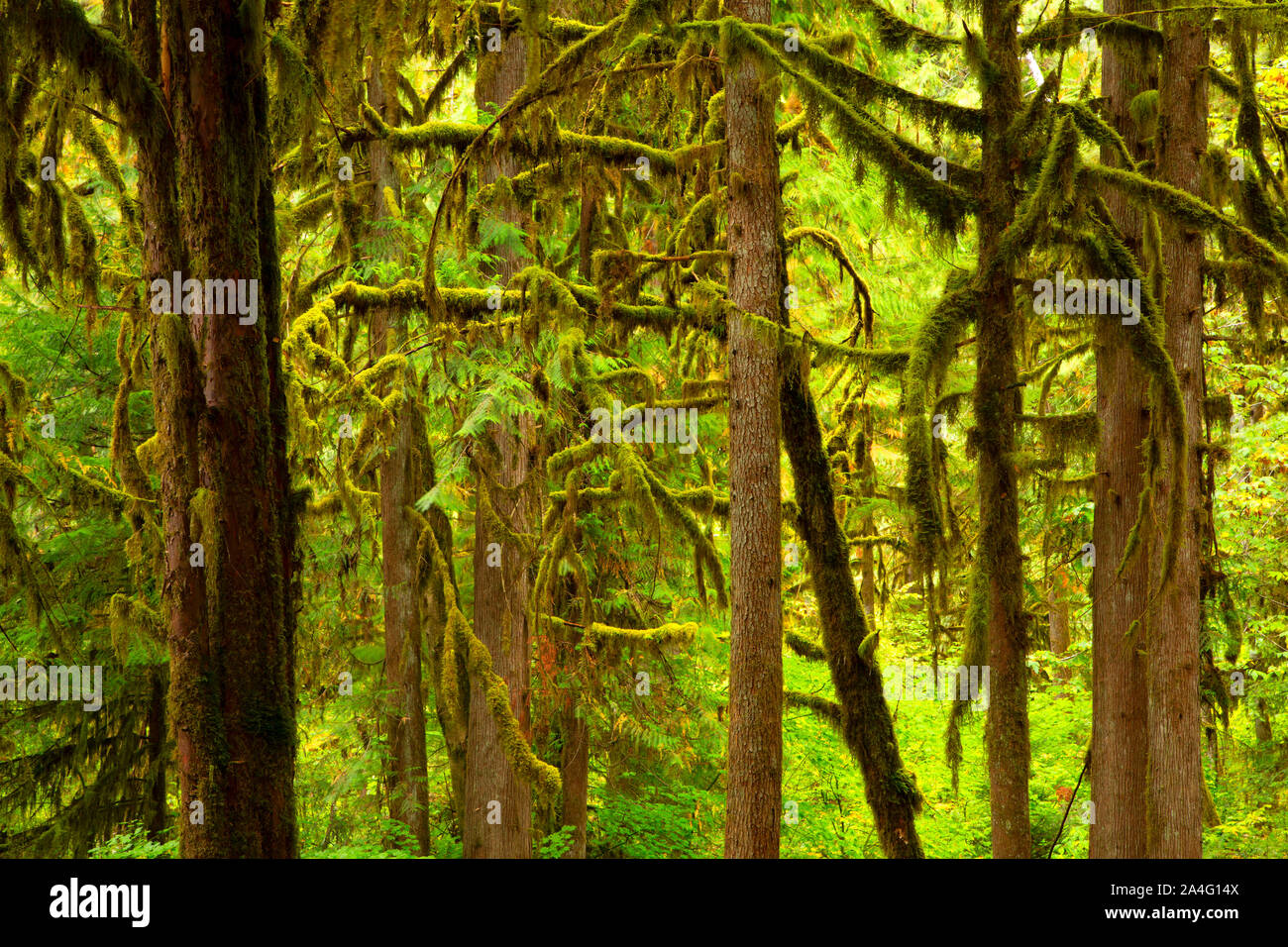 Pacific yew e western la cicuta nei pressi di salmone Creek, Willamette National Forest, Oregon Foto Stock