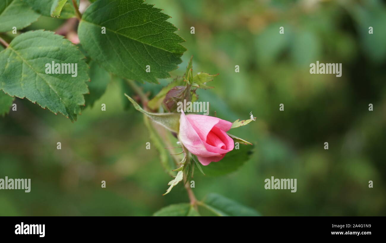 Piccole rose in giardino Foto Stock