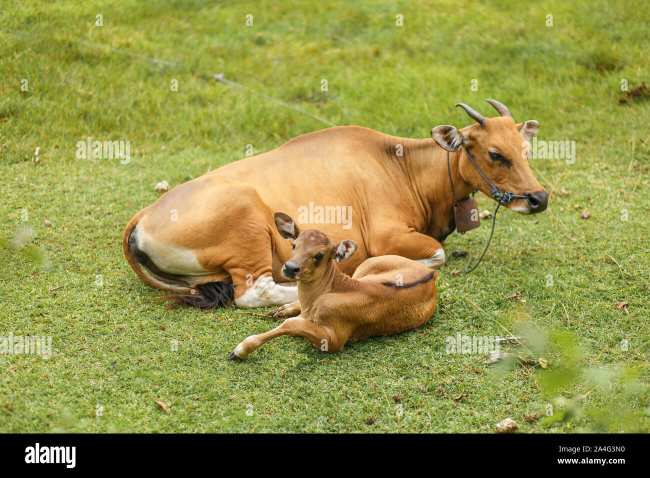 Luce tropicale Asiatica di mucca con un bambino in appoggio giacente su un prato verde. Foto Stock