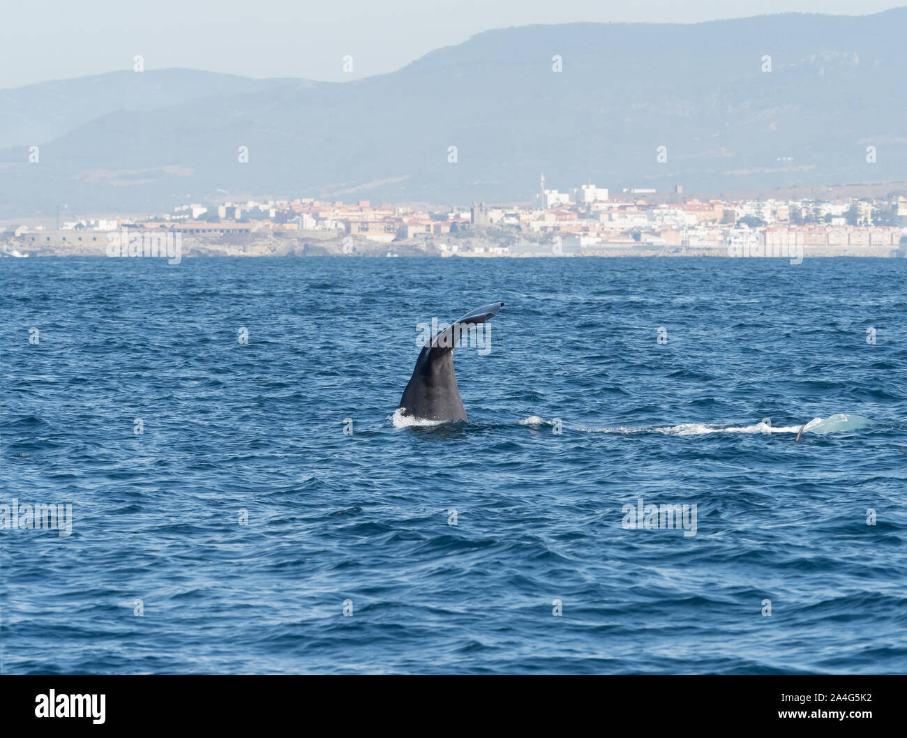 Sperma balena mostra passera nera immersioni nello Stretto di Gibilterra. Foto Stock