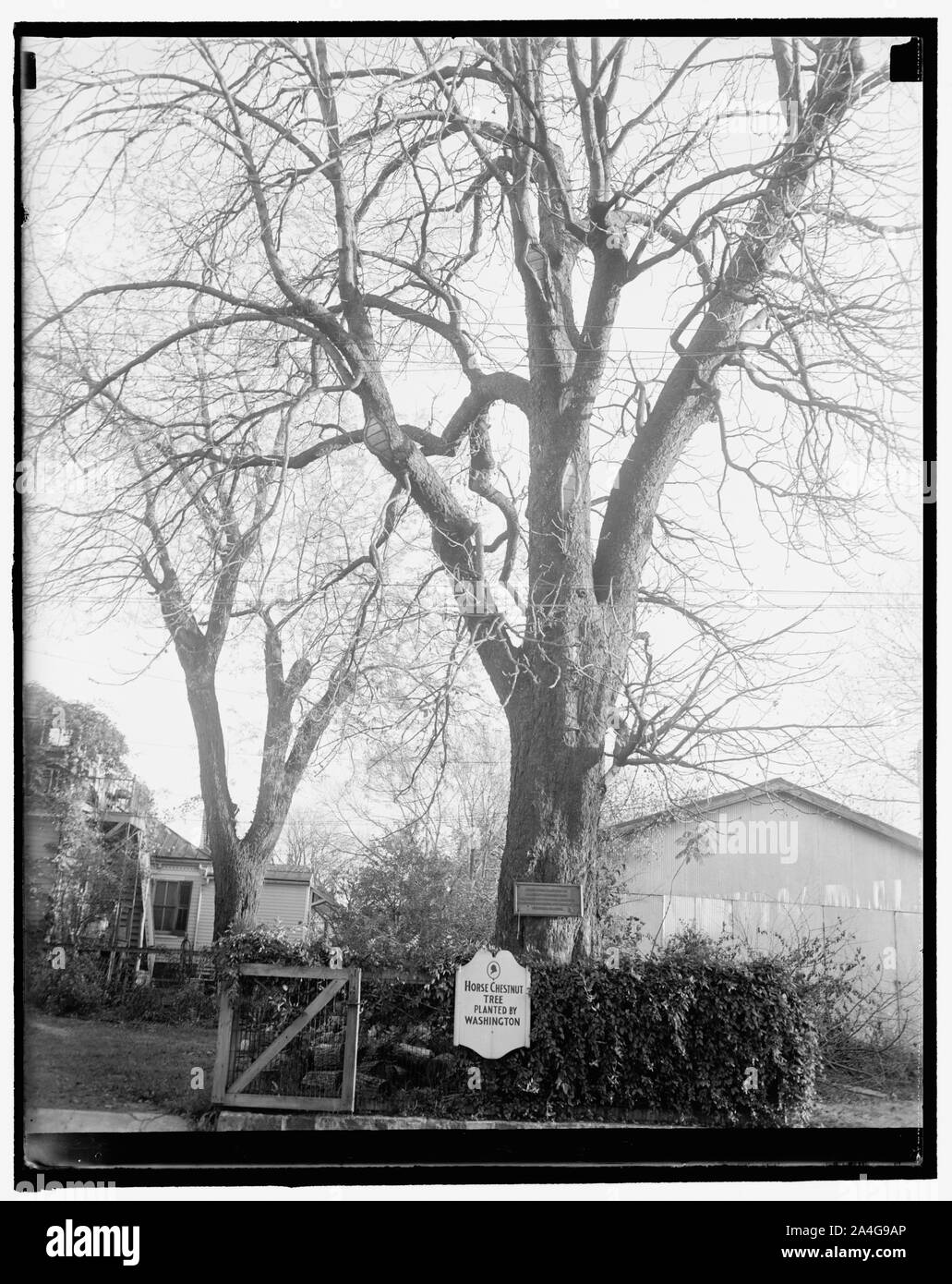 Albero piantato da Geo. Nello stato di Washington, a Fredericksburg, Va. Foto Stock