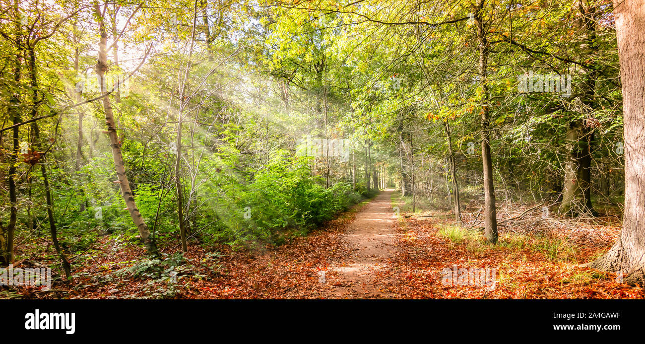 Raggi di sole tra gli alberi di una foresta caduca su una bella giornata d'autunno a metà ottobre. Foto Stock