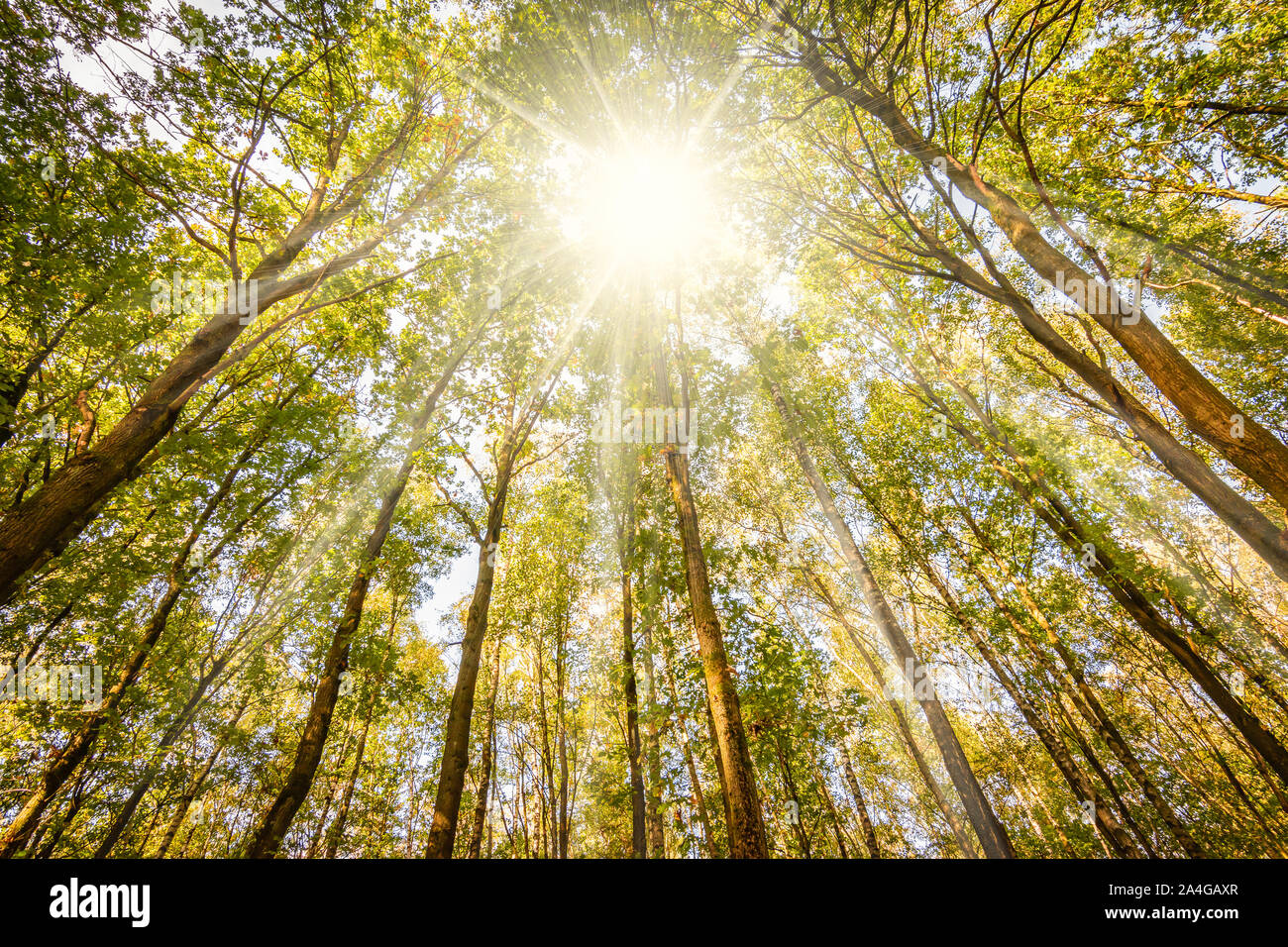 Sunshine attraverso gli alti alberi di un bosco di latifoglie in una bella giornata di caduta in Belgio. Rana immagine in prospettiva. Foto Stock