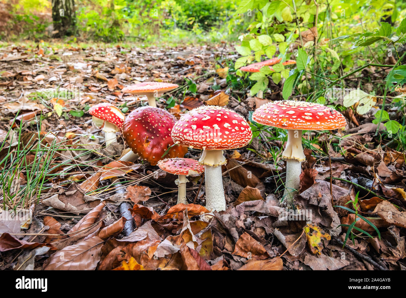 Un gruppo di rosso volare agarics tra foglie di autunno in una bella giornata di sole in una foresta belga. Foto Stock