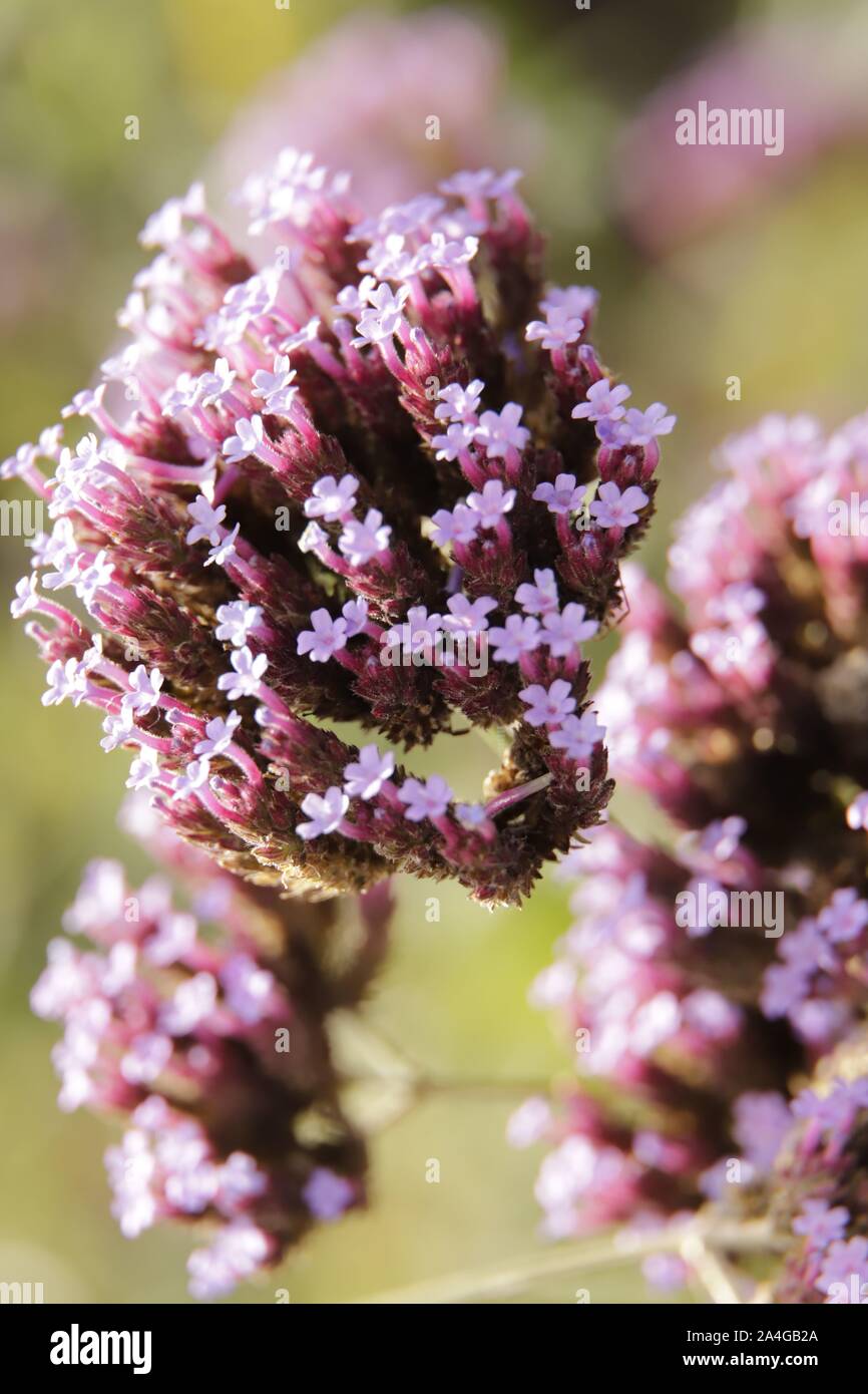Verbena bonariensis o piuttosto la verbena sono minuscoli fiori viola e amato da insetti Foto Stock