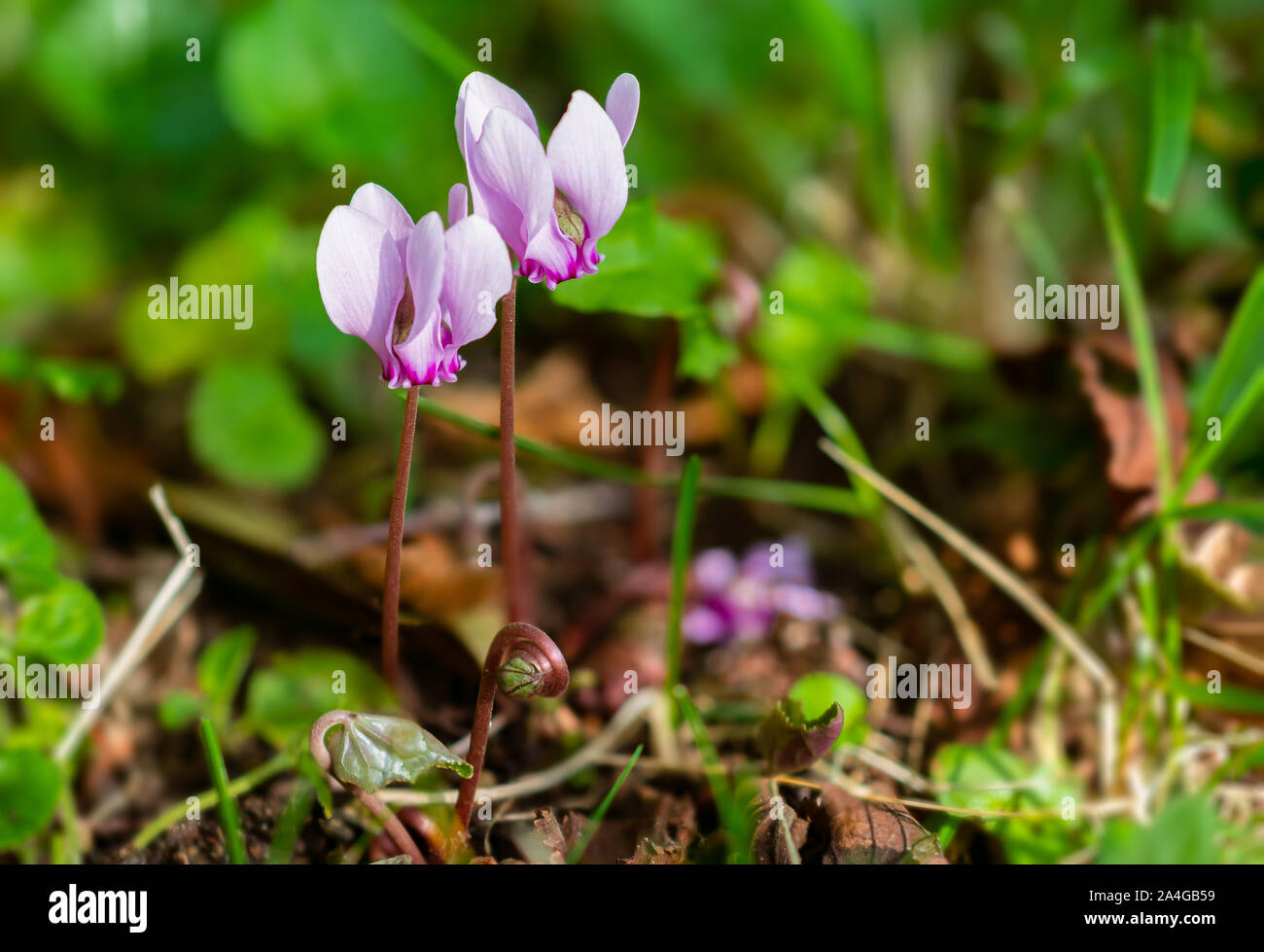 Gruppo colorato di cyclamens selvatici nel loro ambiente naturale a inizio autunno Foto Stock