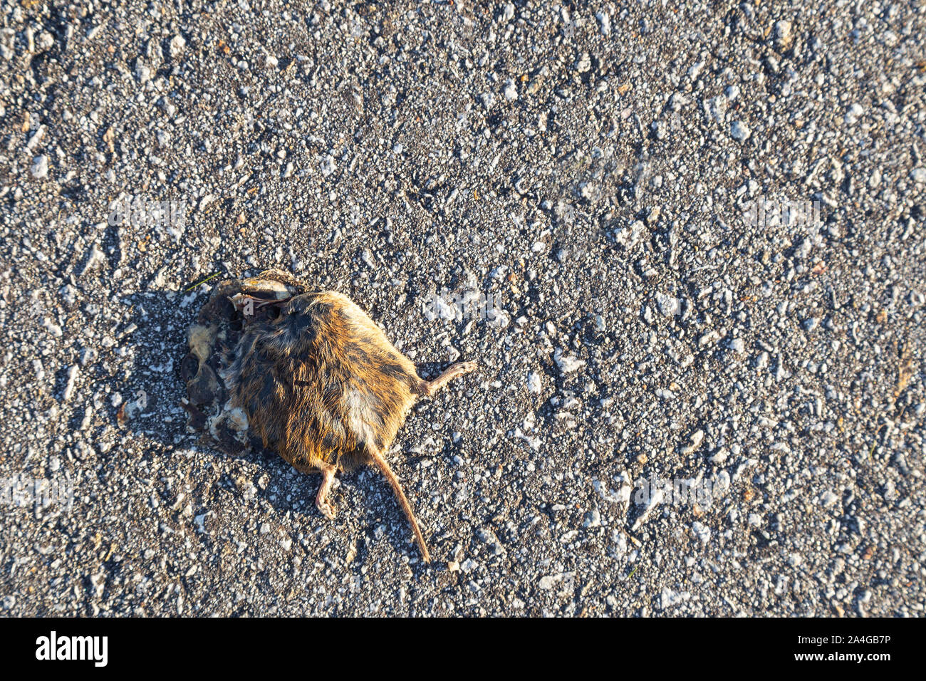 Cadavere di un topo morto posa su strada Foto Stock