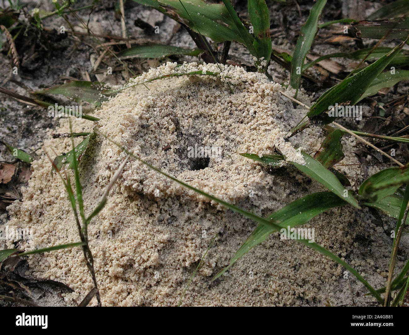 Ant formiche nido pila di sabbia terreno sporco Foto Stock