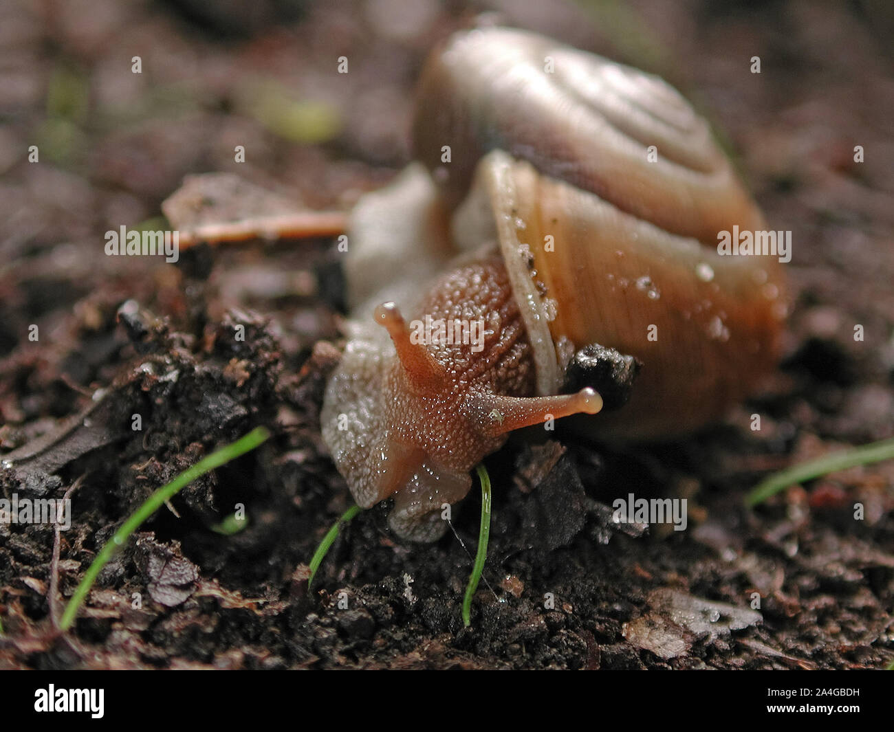 Snail andando su di esso la vita quotidiana in North Central Florida. Foto Stock