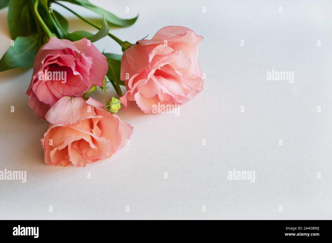 Bella rosa fiori eustoma (lisianthus) in piena fioritura con foglie verdi. Fiori su fondo bianco. Foto Stock