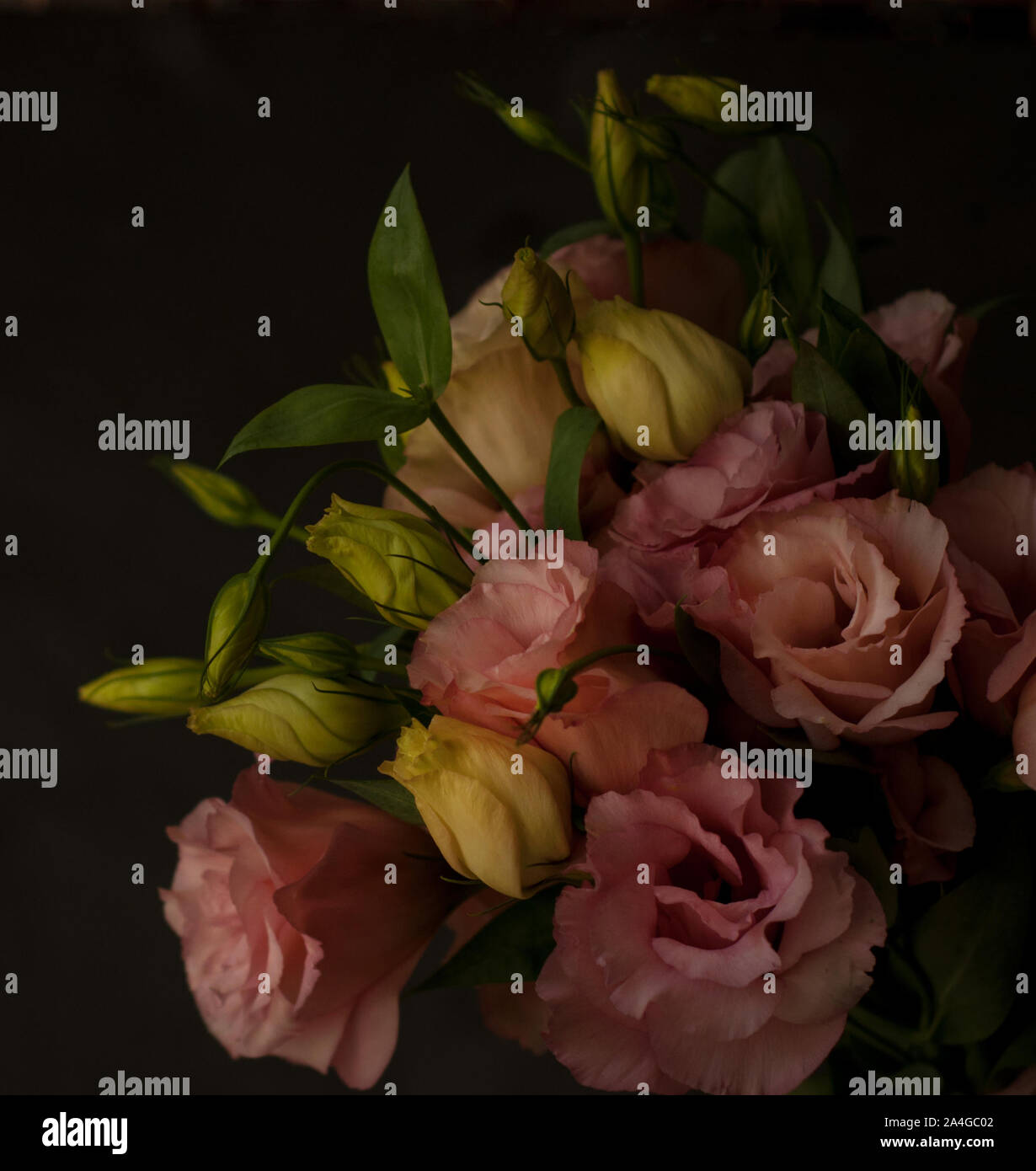 Bella rosa fiori eustoma (lisianthus) in piena fioritura con foglie verdi. Вouquet su sfondo rosa. Foto Stock