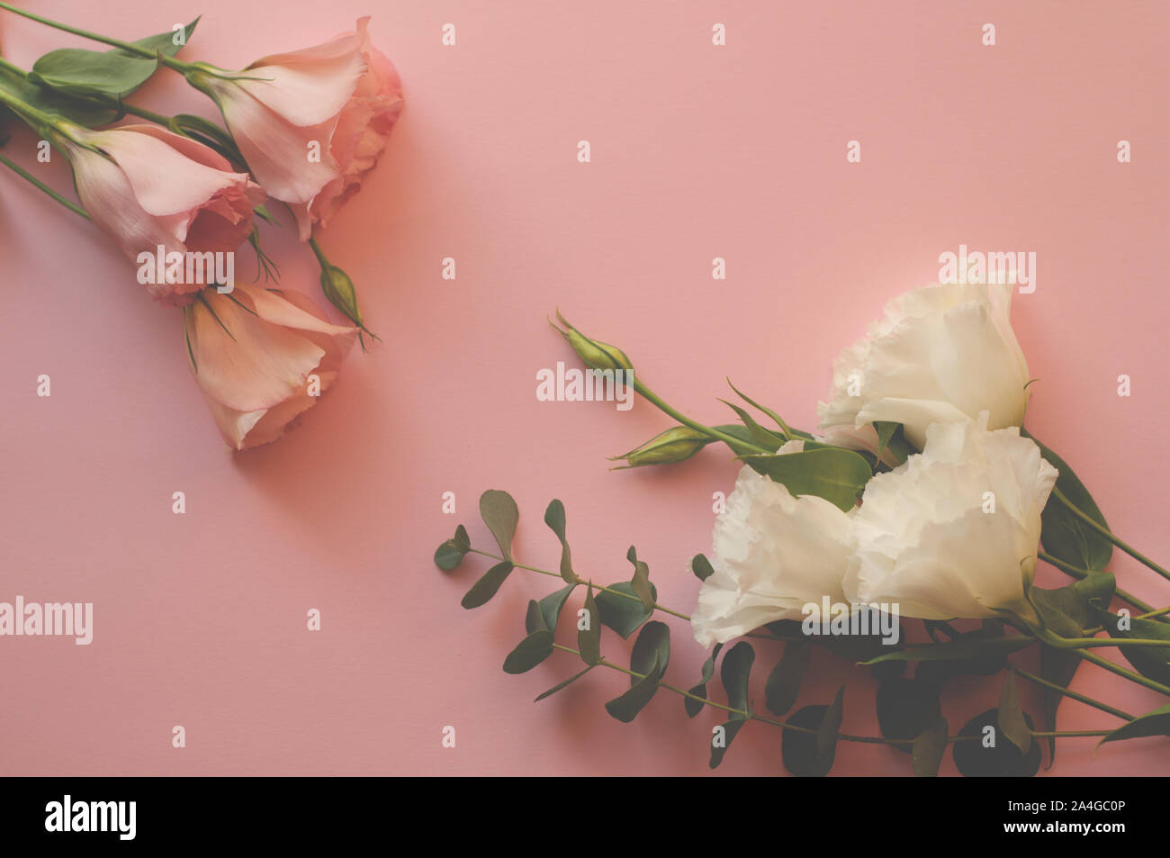 Bella rosa fiori eustoma (lisianthus) in piena fioritura con foglie verdi. Вouquet su sfondo rosa. Foto Stock