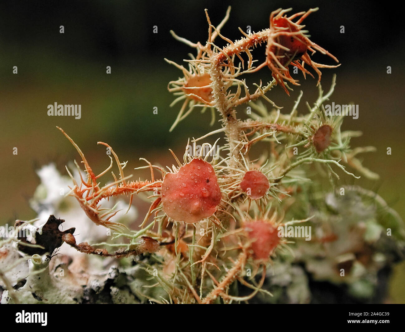 I licheni crescono su un ramo di albero in una relazione simbiotica contenente diverse infezioni fungine e organismi algali. Foto Stock