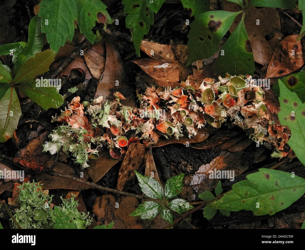 I licheni crescono su un ramo di albero in una relazione simbiotica contenente diverse infezioni fungine e organismi algali. Foto Stock