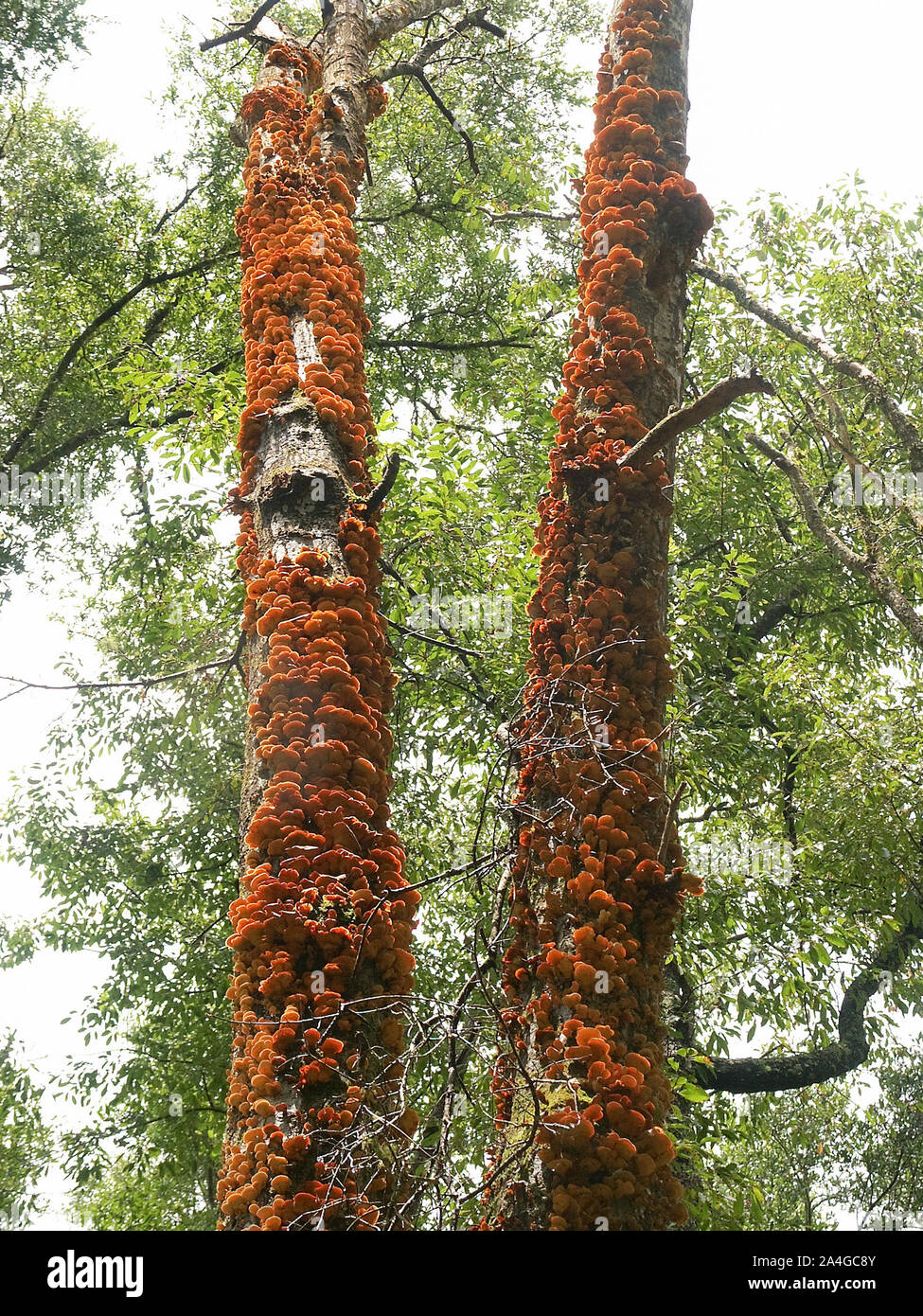 Ripiano di funghi che copre la corteccia di un albero morto in North Central Florida. Foto Stock