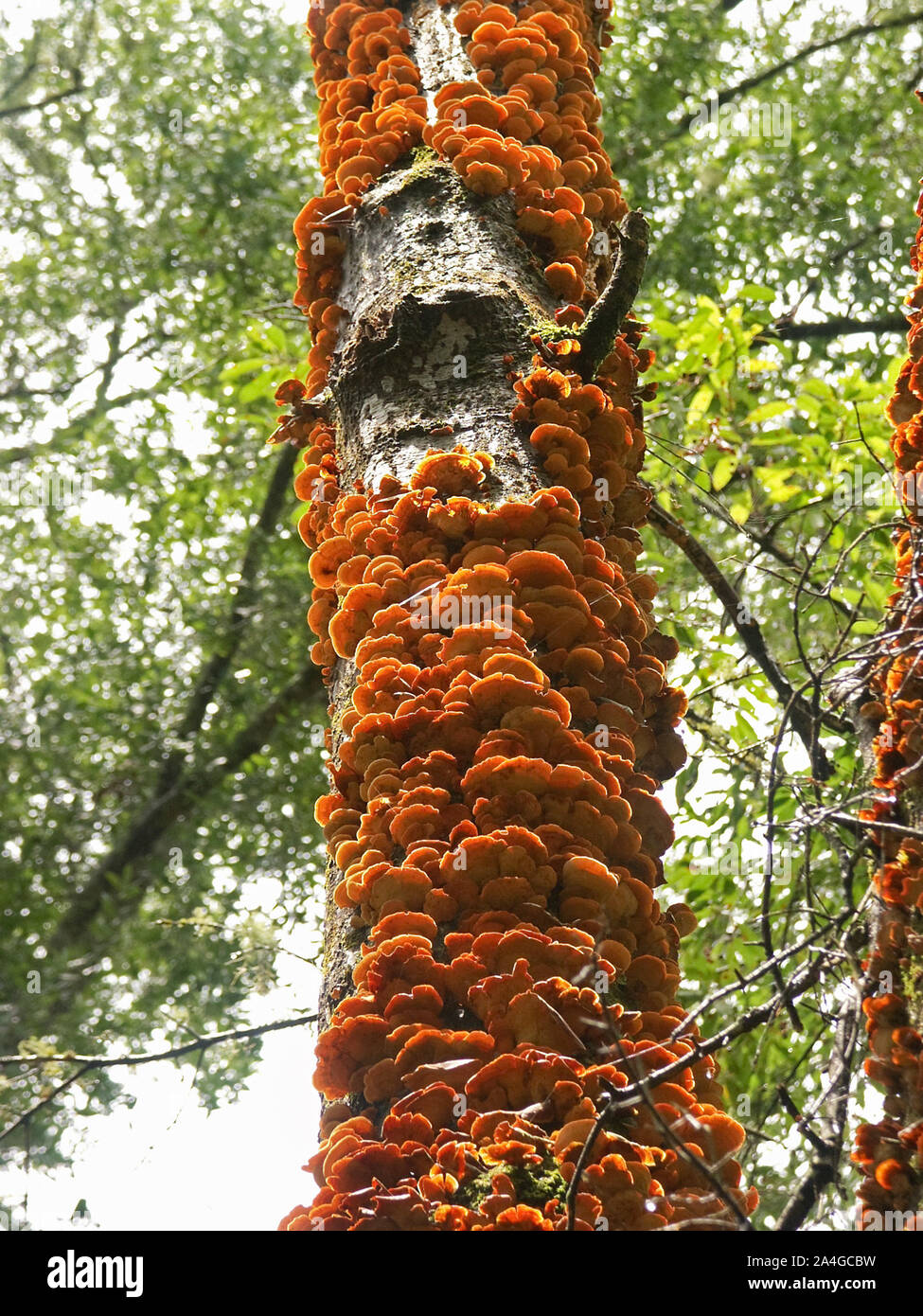 Ripiano di funghi che copre la corteccia di un albero morto in North Central Florida. Foto Stock
