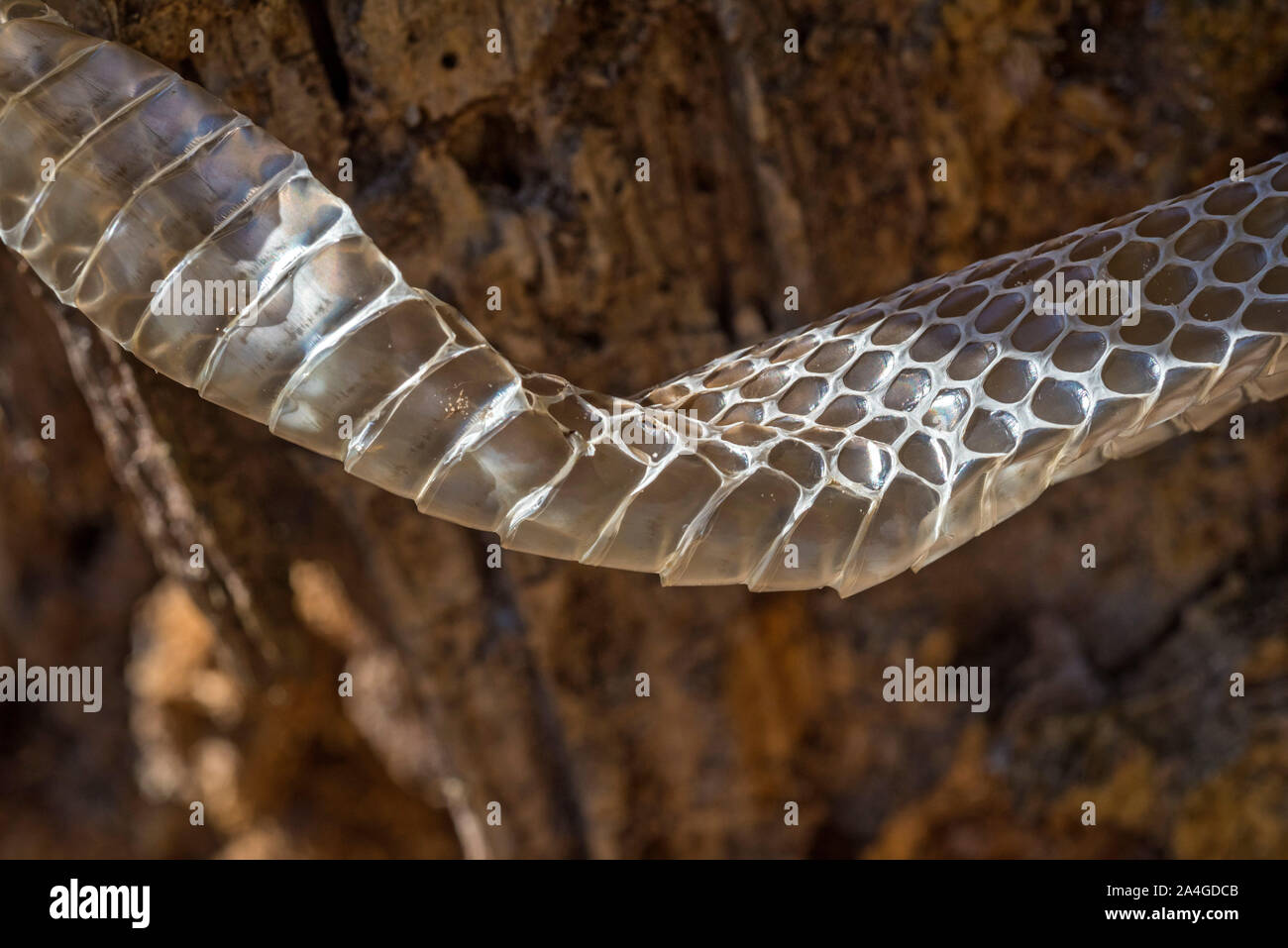 Capannone di pelle di serpente, North Florida. Foto Stock