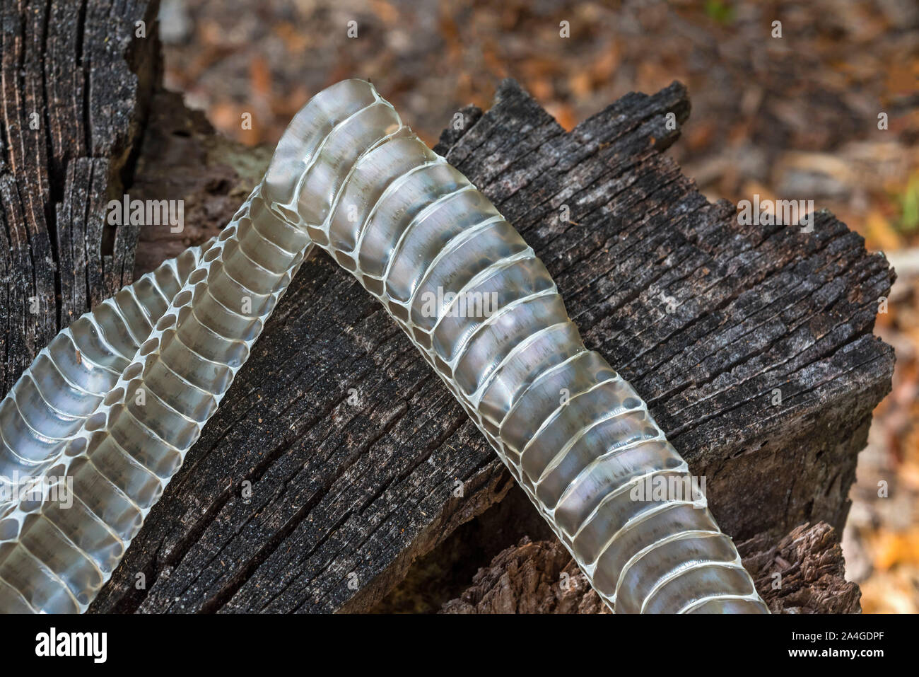 Capannone di pelle di serpente, North Florida. Foto Stock