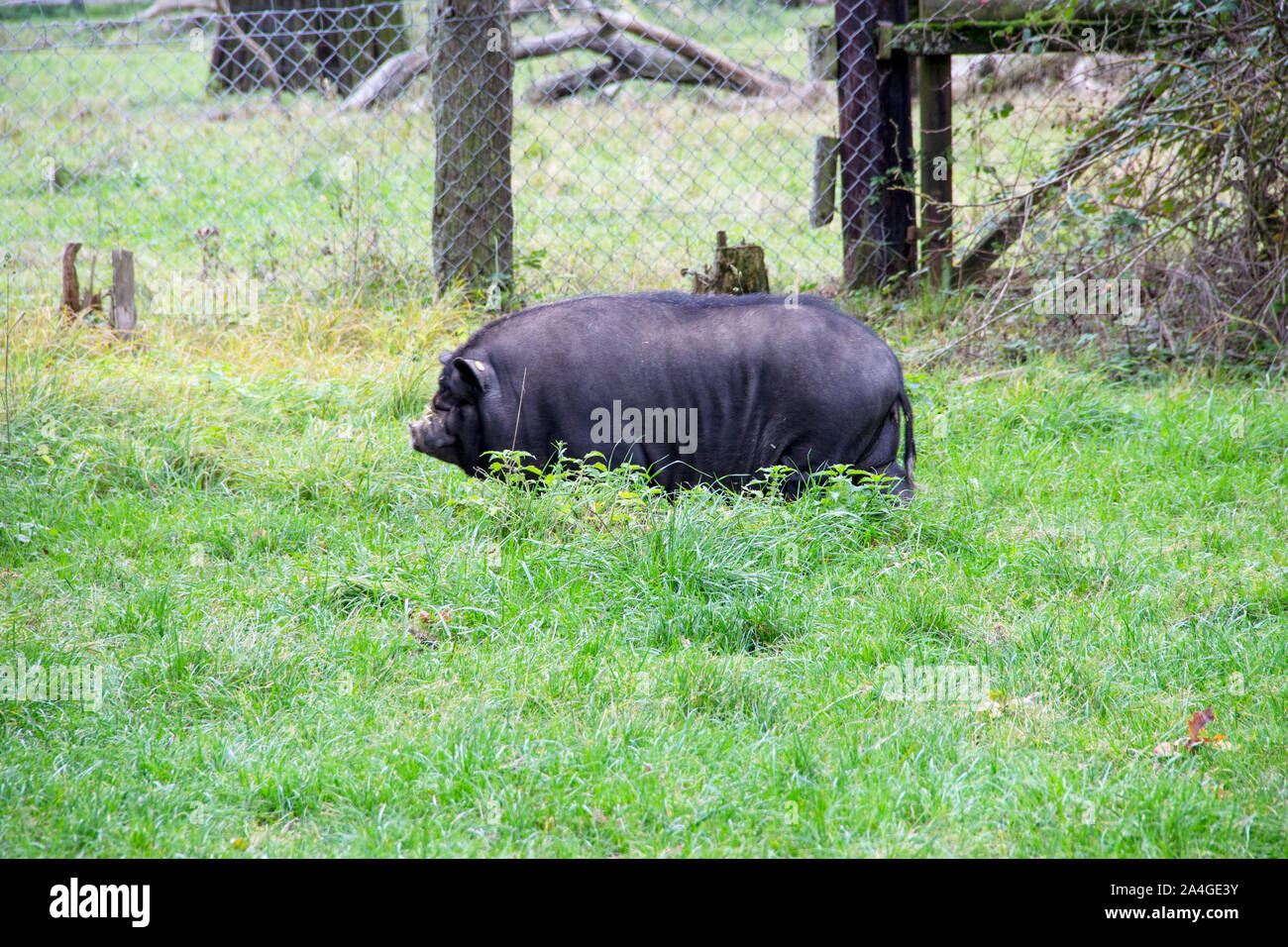 Un nero panciuta maiale è una razza di cinghiale domestico (Sus scrofa f. Domestica) allevati nel sud-est asiatico dal Eurasian il cinghiale (Sus scrofa) Foto Stock
