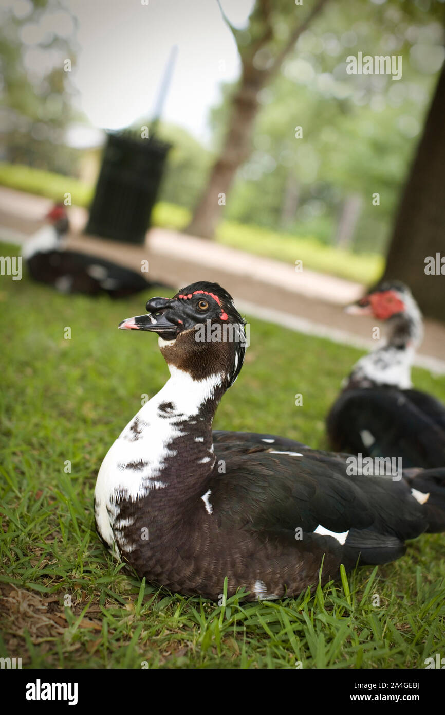 Anatra seduta sul prato in un parco con altri due. Foto Stock