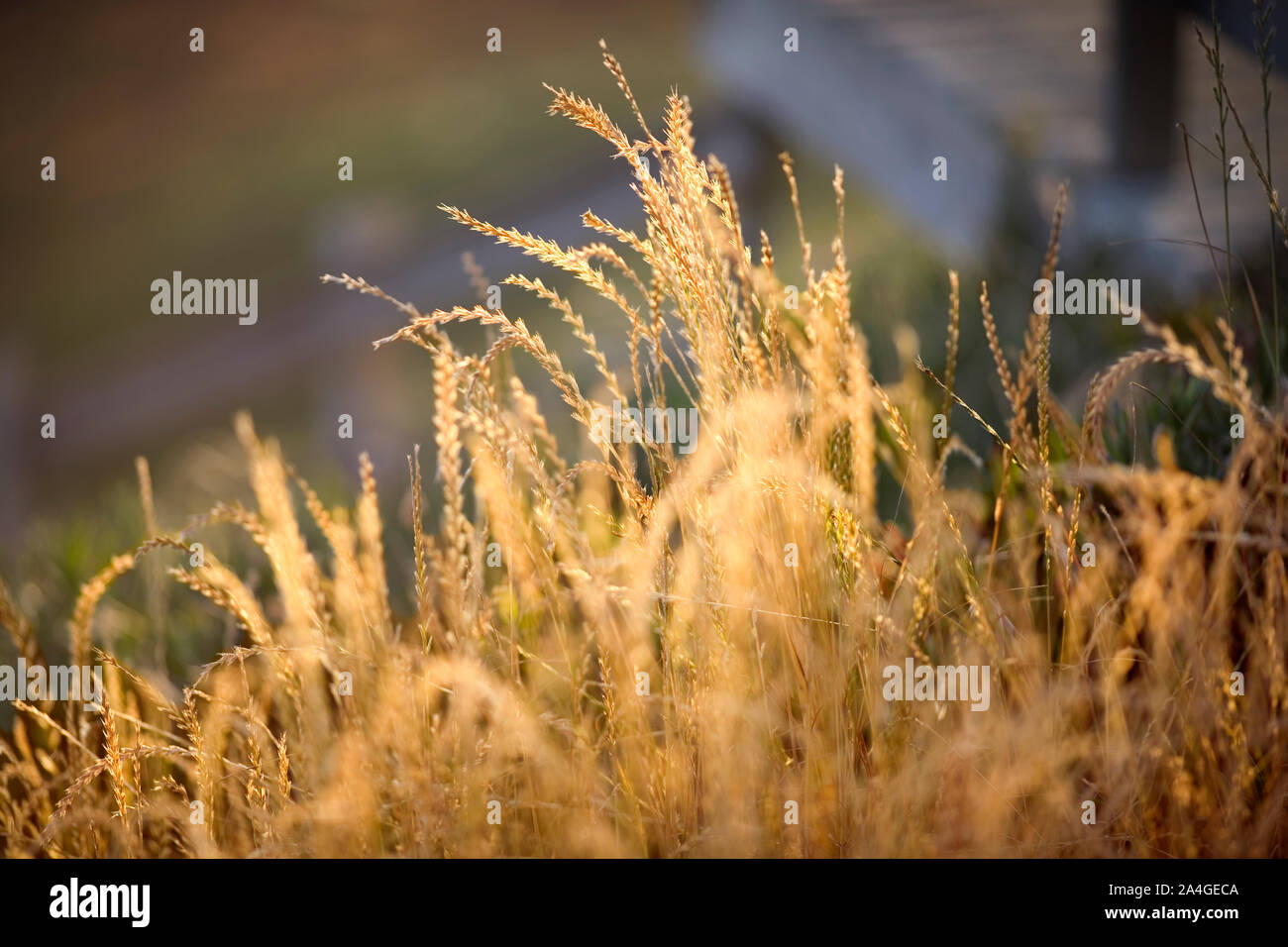 Piante di frumento al sole. Foto Stock