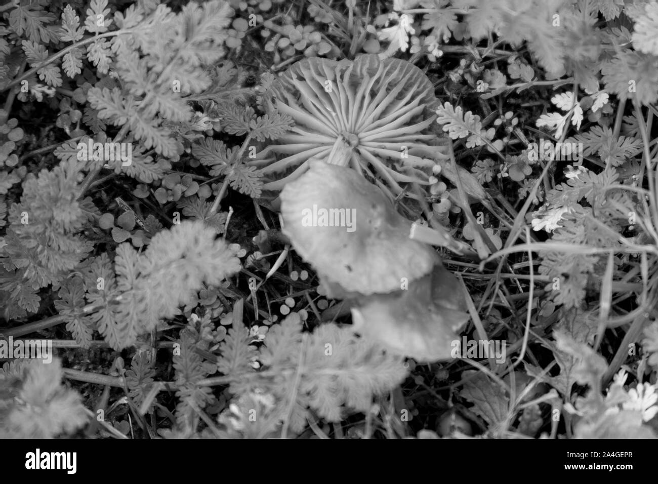 I funghi nella natura autunnale del distretto emsland nel nord ovest della Germania Foto Stock