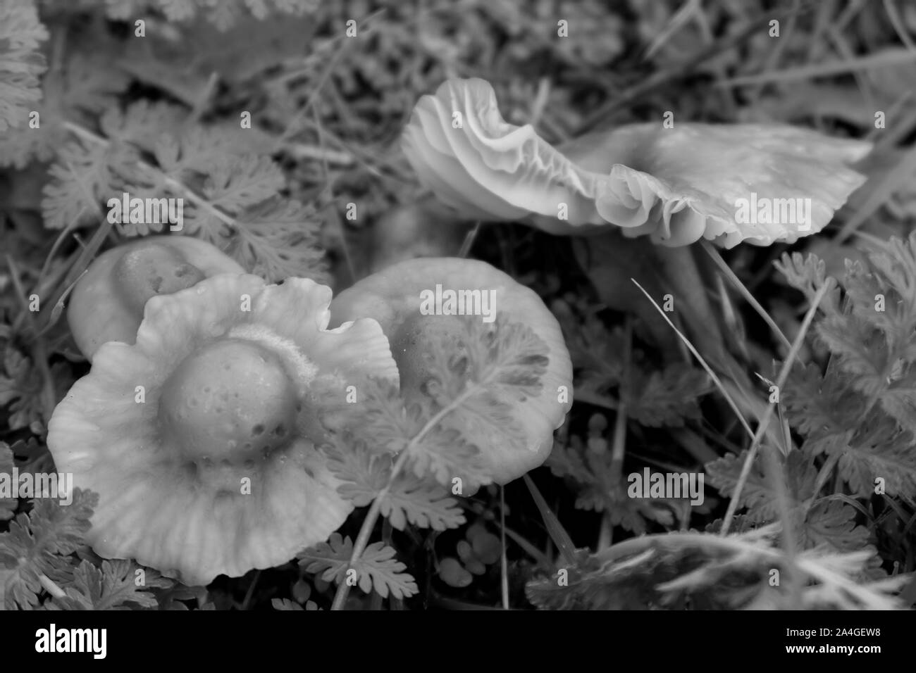 I funghi nella natura autunnale del distretto emsland nel nord ovest della Germania Foto Stock
