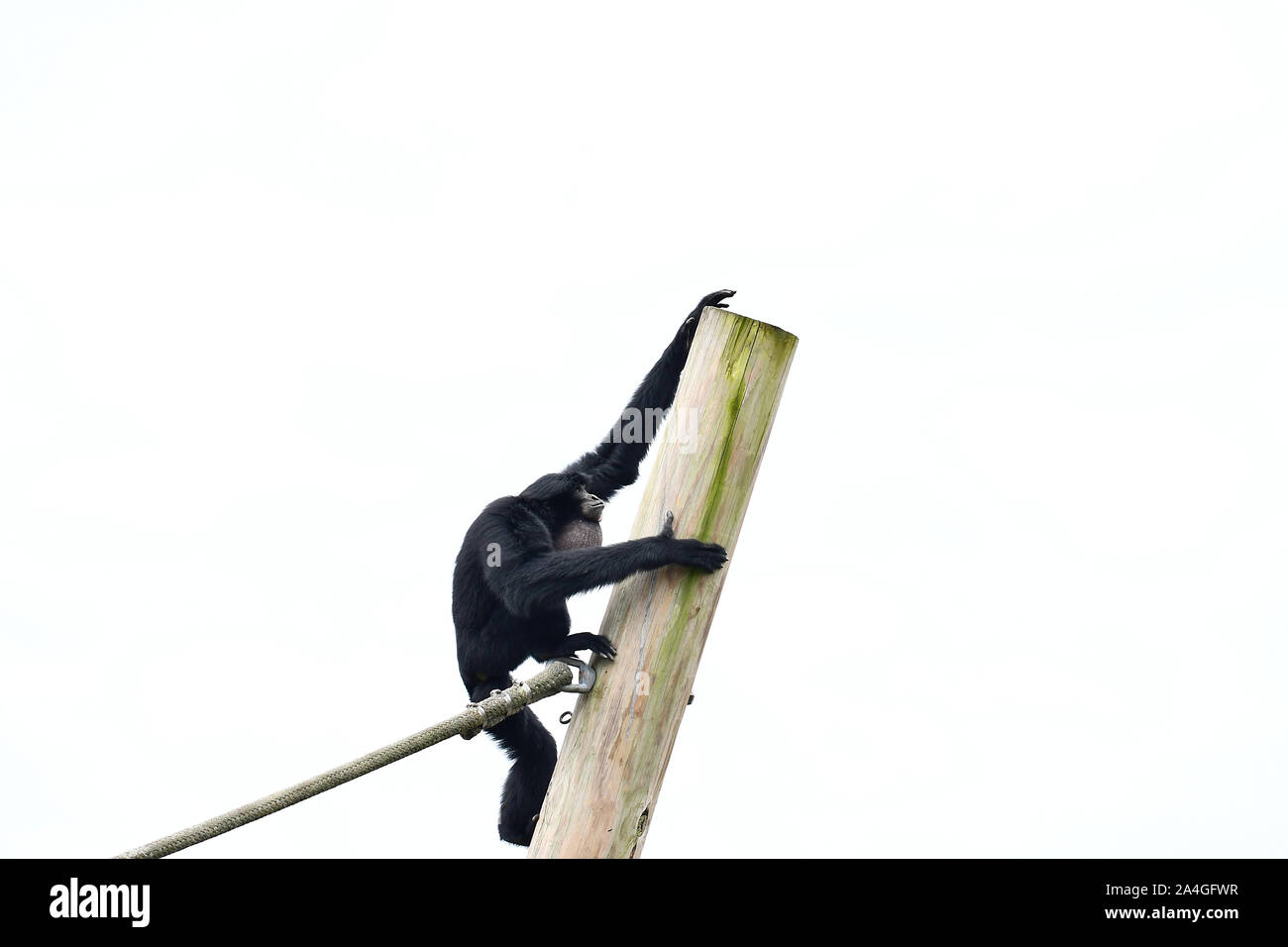 Siamang gibbone Ape in legno di arrampicata post sky soffiata fuori Foto Stock