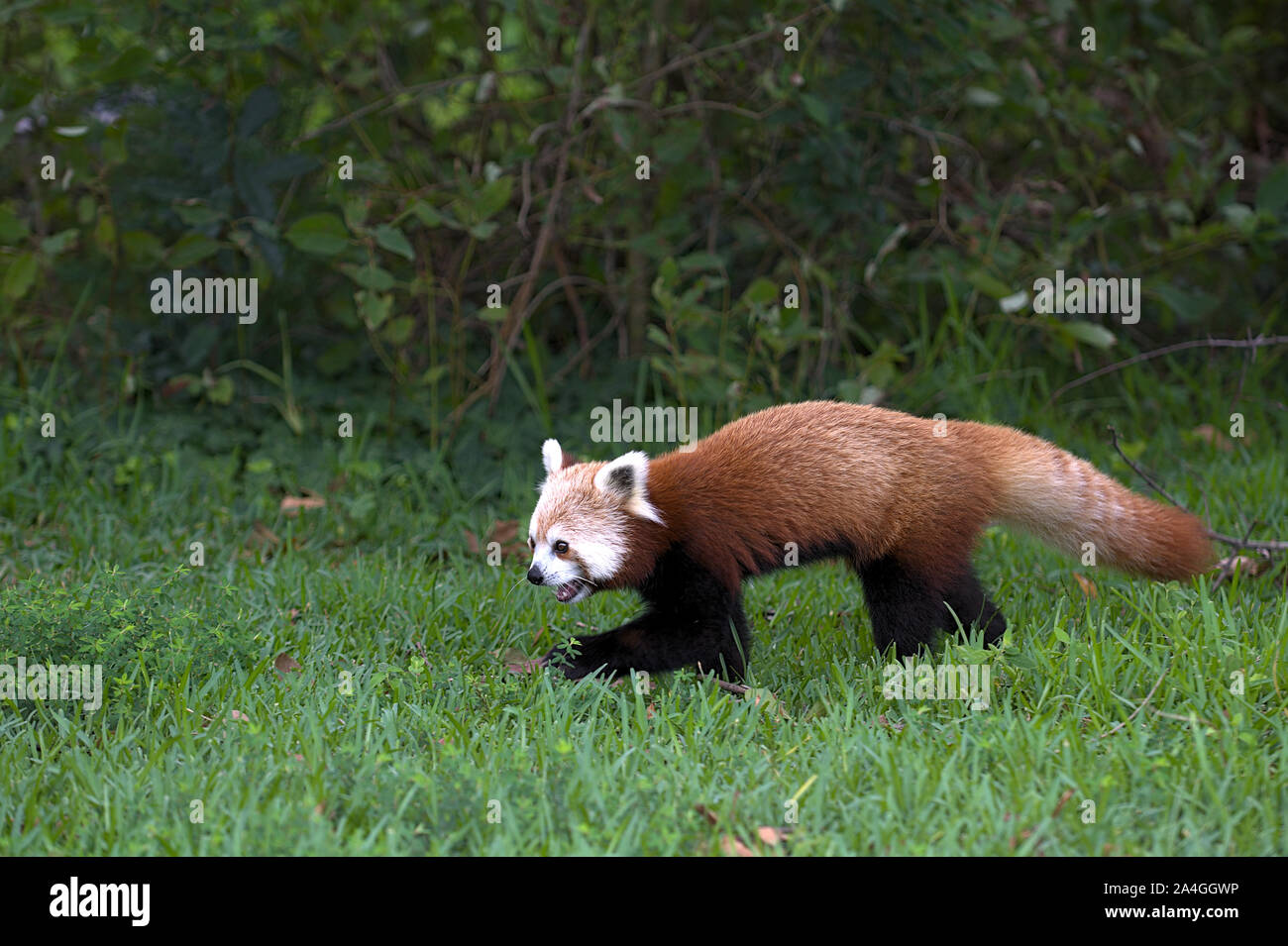 Panda rosso a piedi in erba Foto Stock