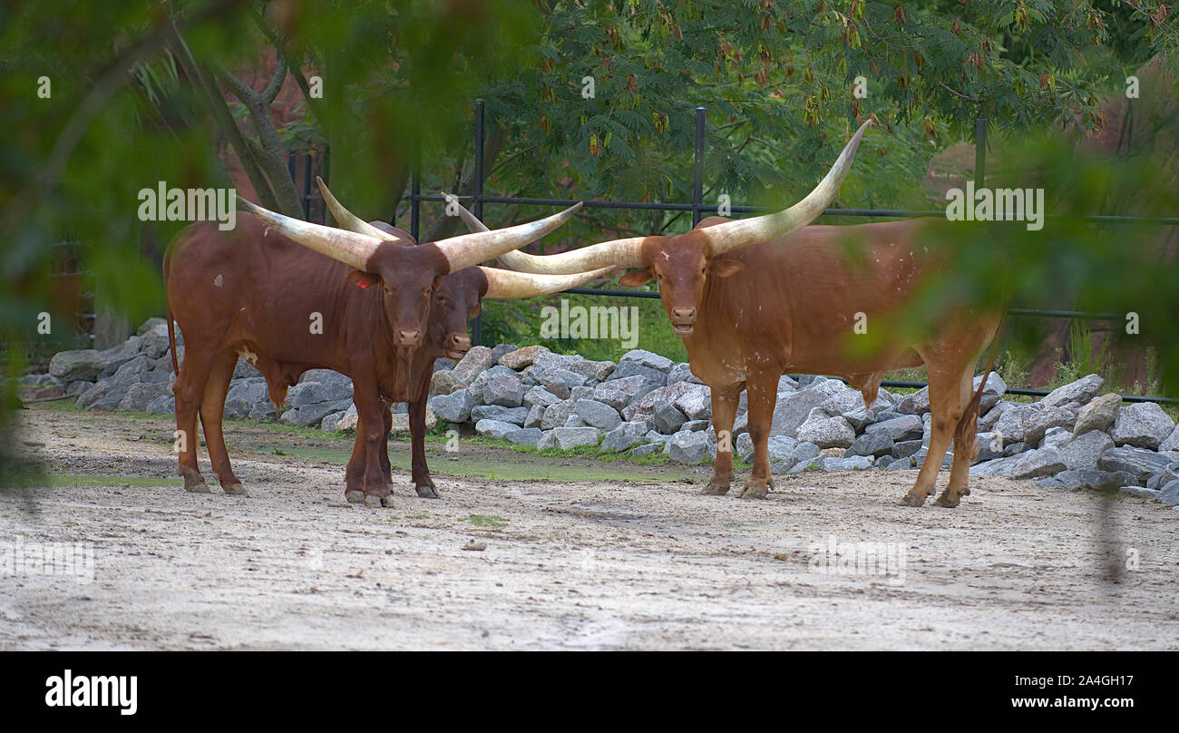 Tre Watusi bovini insieme permanente in zoo Foto Stock