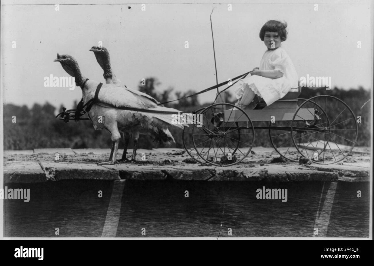 Tacchini" ginnastica mattutina Foto Stock