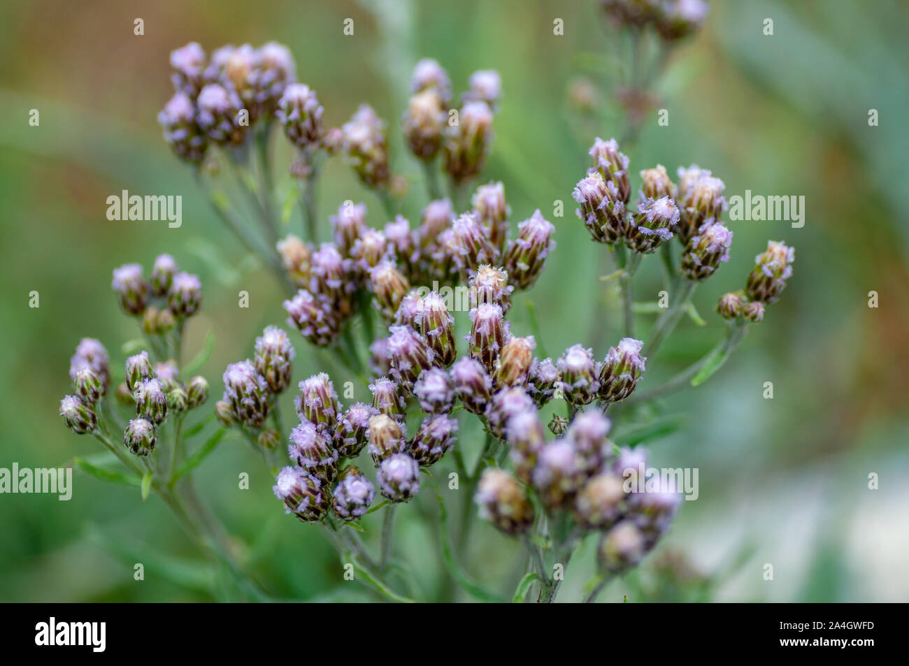 Tall Ironweed Vernonia altissima brillante fiori lilla, tenuto come fiaccole in cima al alto fiore stocchi. Foto Stock