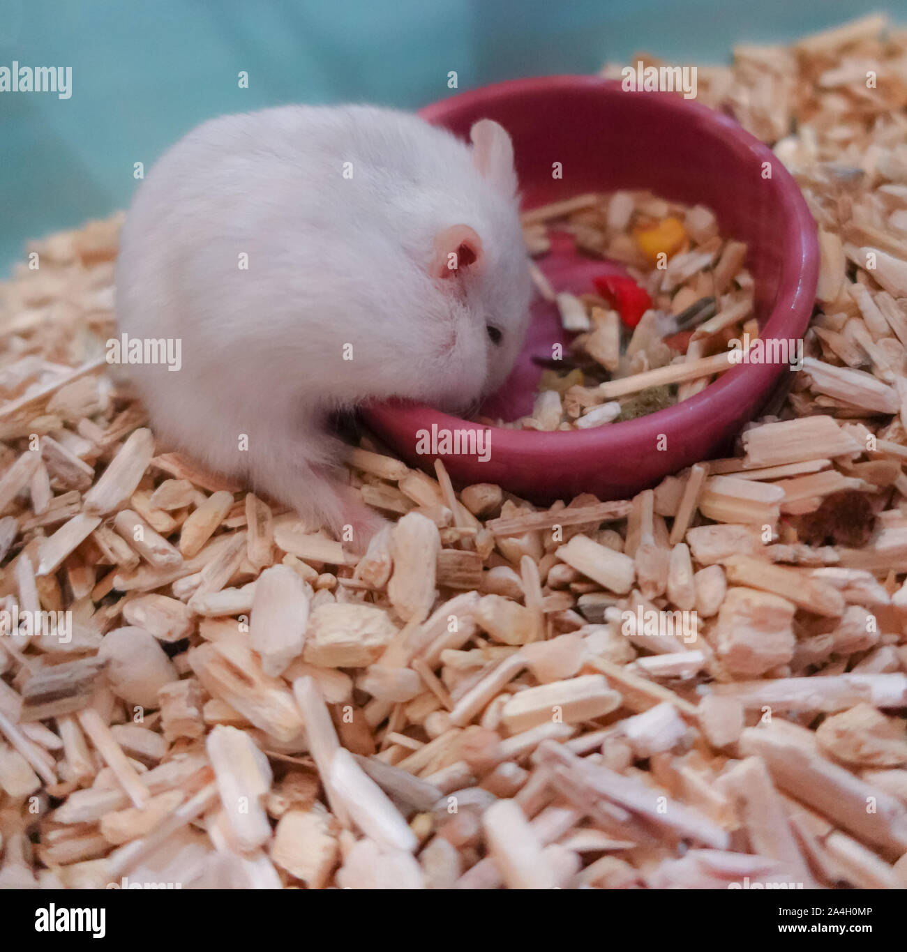Bianco vivace carino peloso inverno esotico nana bianca permanente di criceto due gambe di mangiare cibo per animali in coppa di alimentazione. Bianco invernale Hamster è anche noto come vincere Foto Stock
