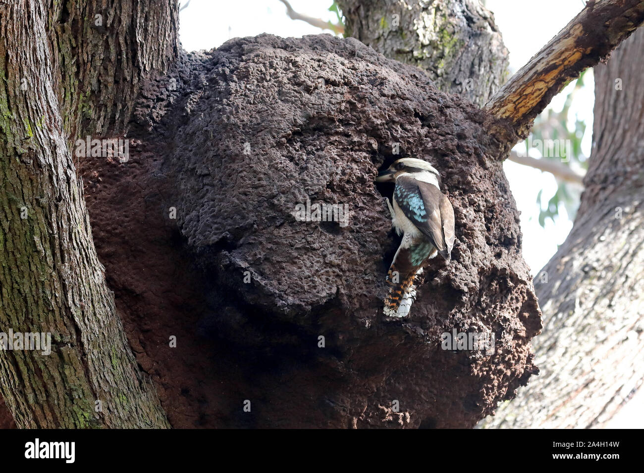 Ridendo Kookaburra al foro di nido in nido di termite Foto Stock