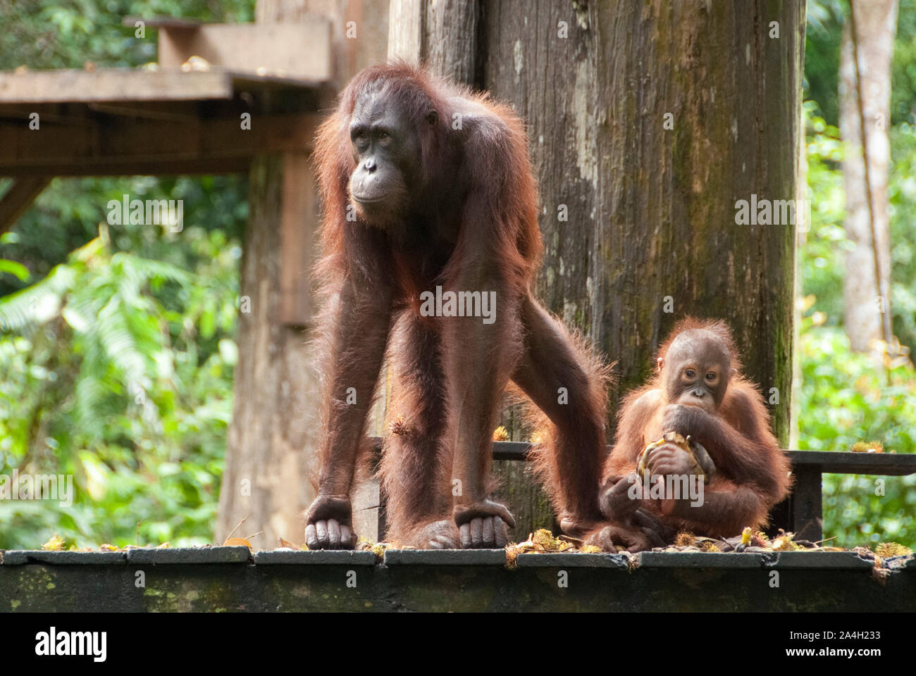 Orangutan, pongo pygmaeus, con il bambino sulla piattaforma di alimentazione, Sepilok Orangutan Centro di riabilitazione, Sandakan, Sabah, Nordest Borneo, Malaysia Foto Stock