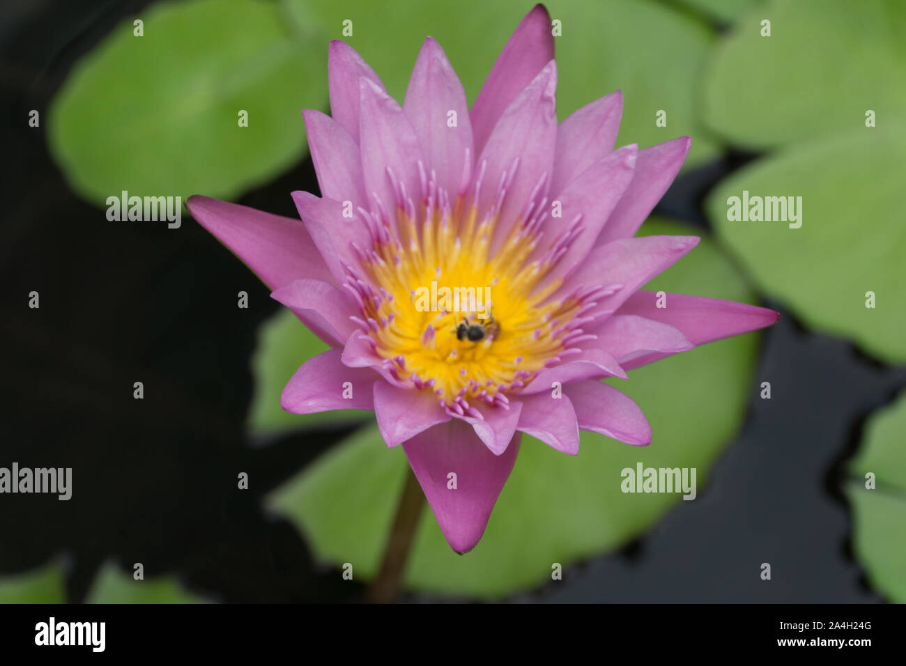 Fioritura di fiori di loto con api per raccogliere il polline dal suo nettare. Foto Stock