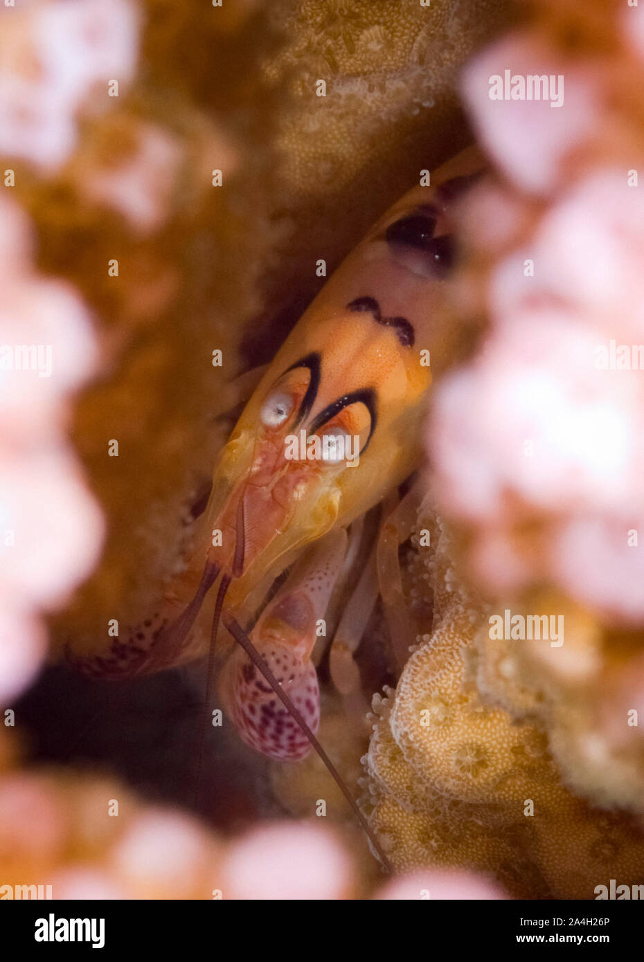 Il cavolfiore Snapping Corallo gamberetti, Alpheus lottini, in corallo, West spiaggia bianca di immersione in grotta sito, Isola di Natale, Australia, Oceano Indiano Foto Stock