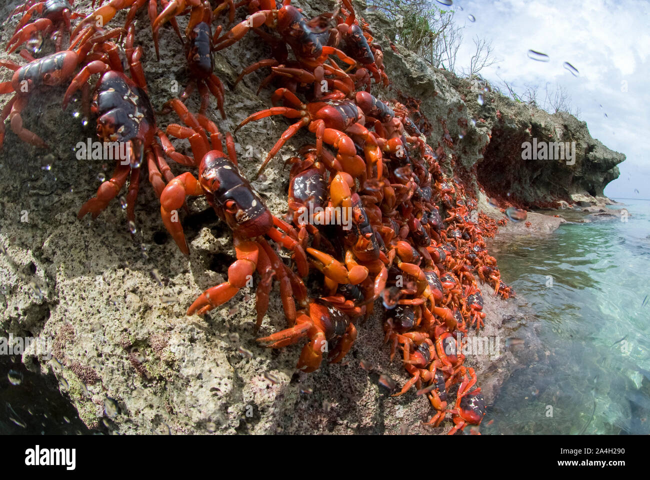 Cast di granchi rossi, Gecarcoidea natalis, aggrappandosi a rocce dal mare, l'isola di Christmas, Australia, Oceano Indiano Foto Stock